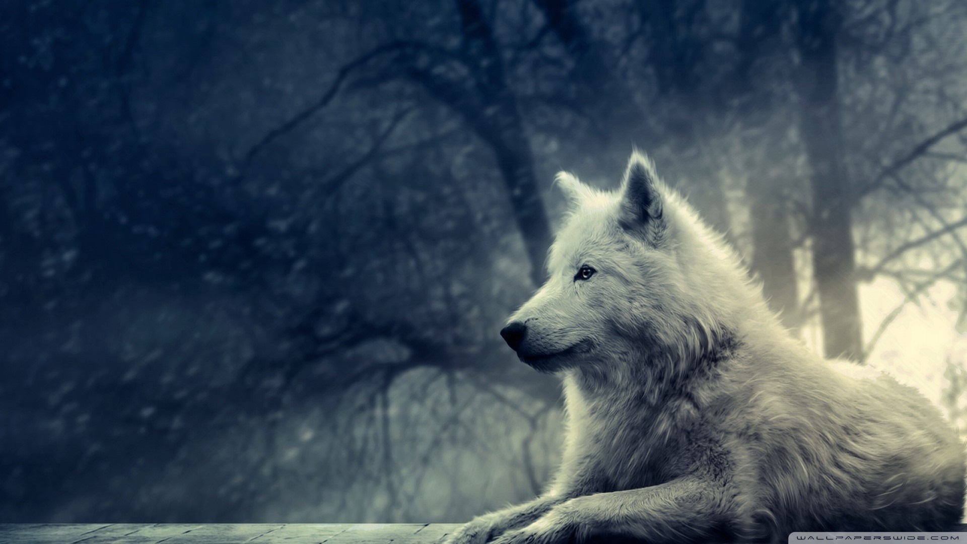 White wolf in a dark, misty forest HD Wallpaper