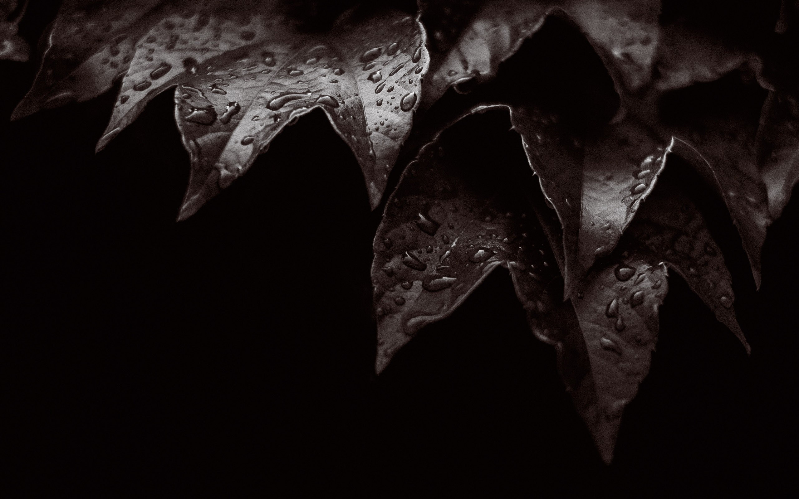 Monochrome close-up of wet leaves HD Wallpaper