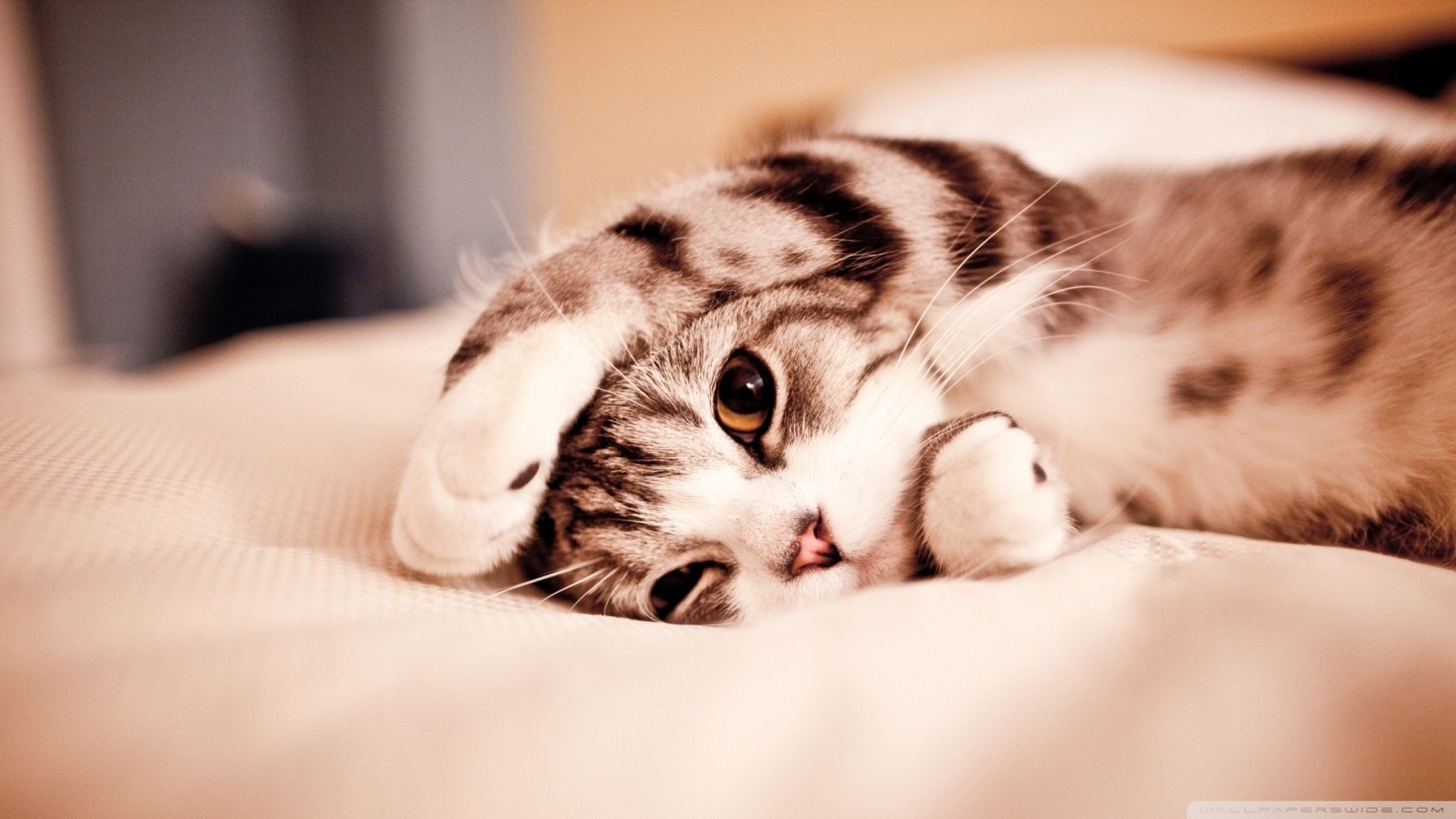 Close up of a tabby kitten sleeping HD Wallpaper