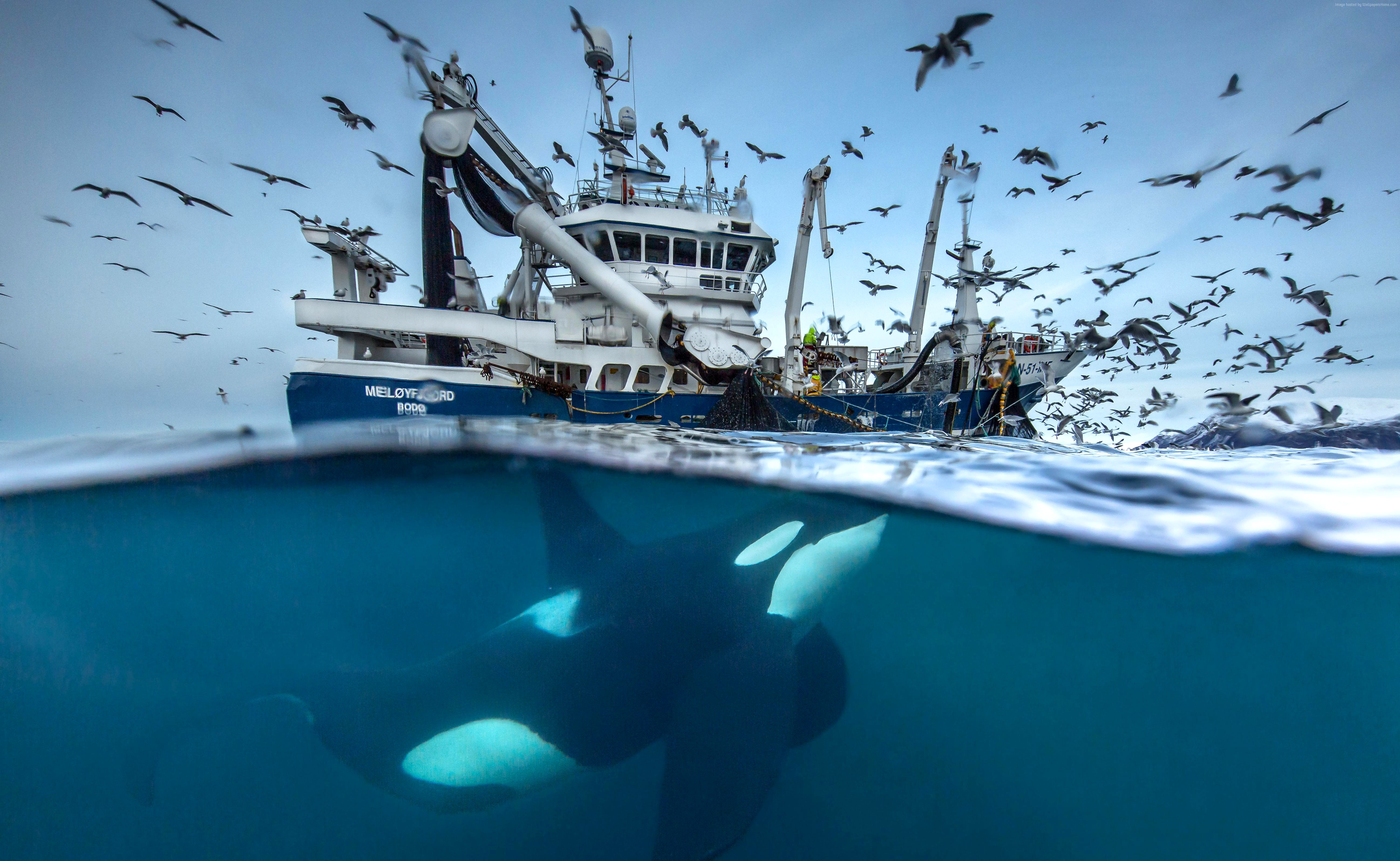 Orca swims near fishing boat with birds overhead in Norway HD Wallpaper