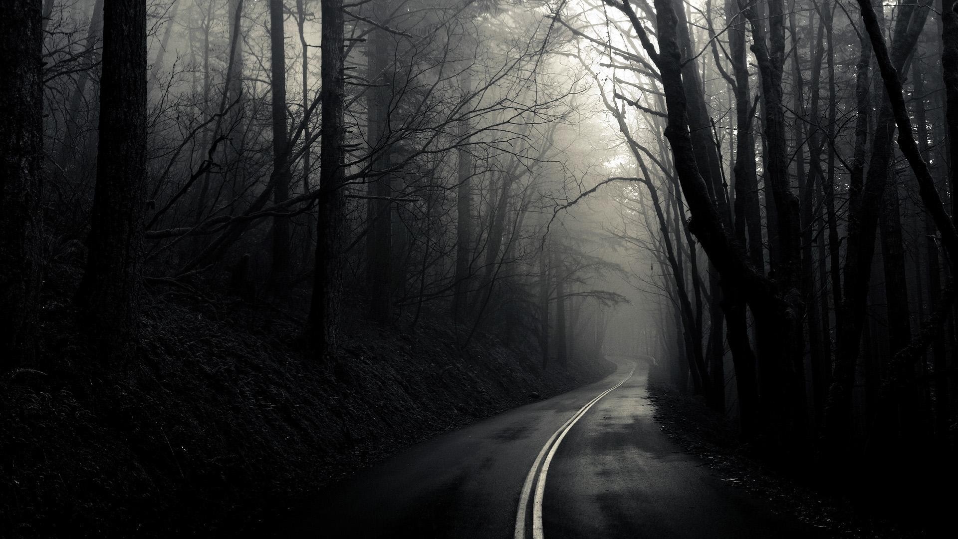 A foggy road through a dark, misty forest HD Wallpaper
