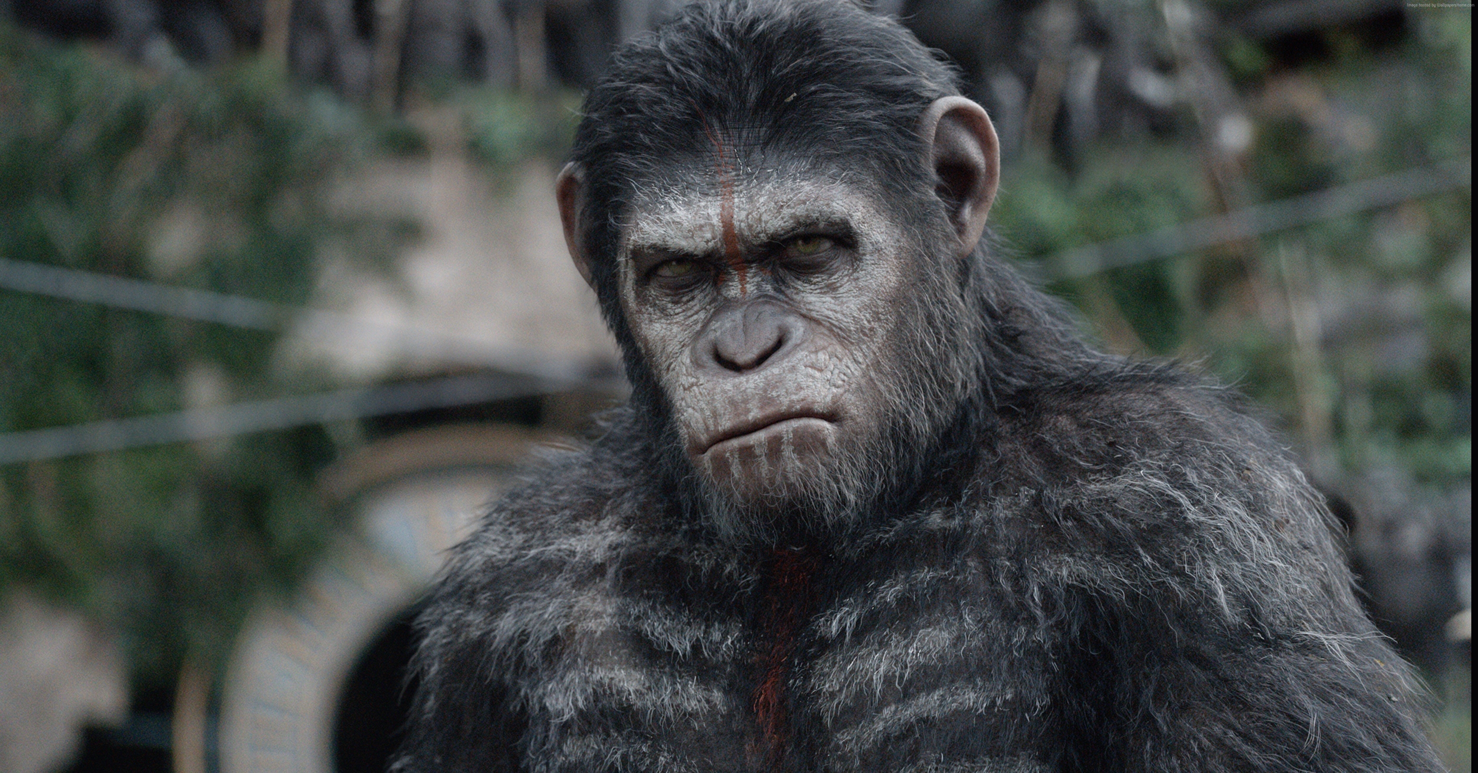 Caesar from War for the Planet of the Apes 4K HD Wallpaper