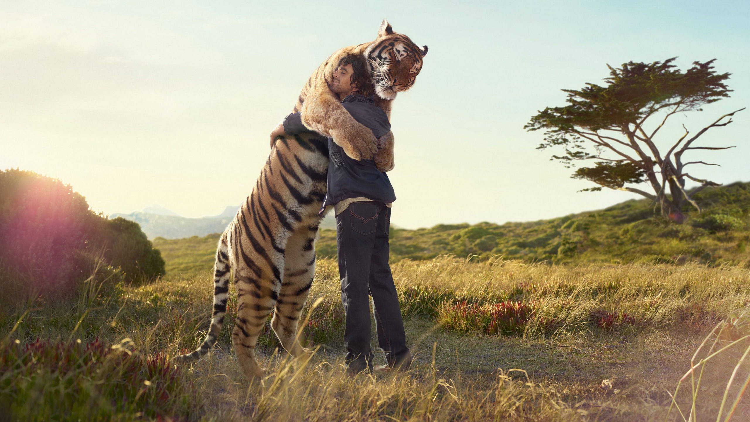 Man hugging a tiger in a grassy field HD Wallpaper