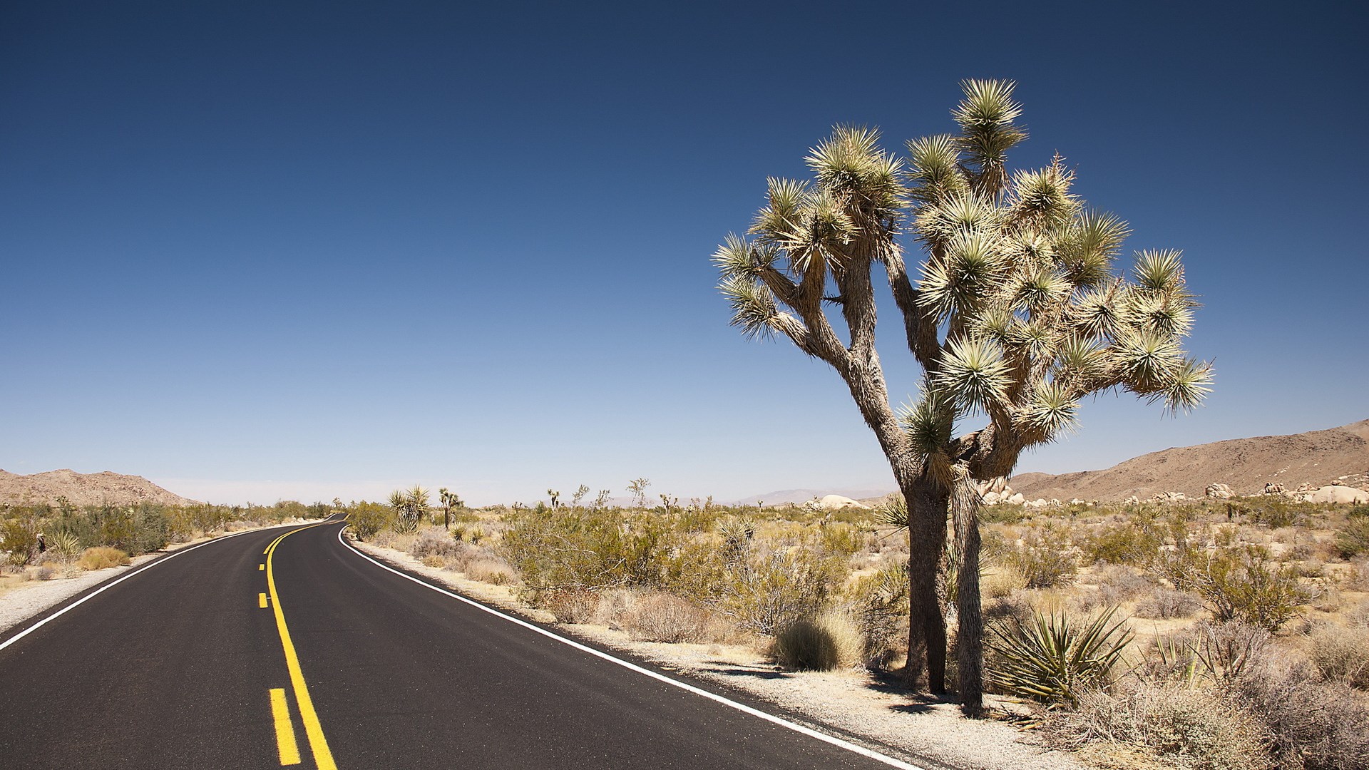 Desert Road with Joshua Tree HD Wallpaper
