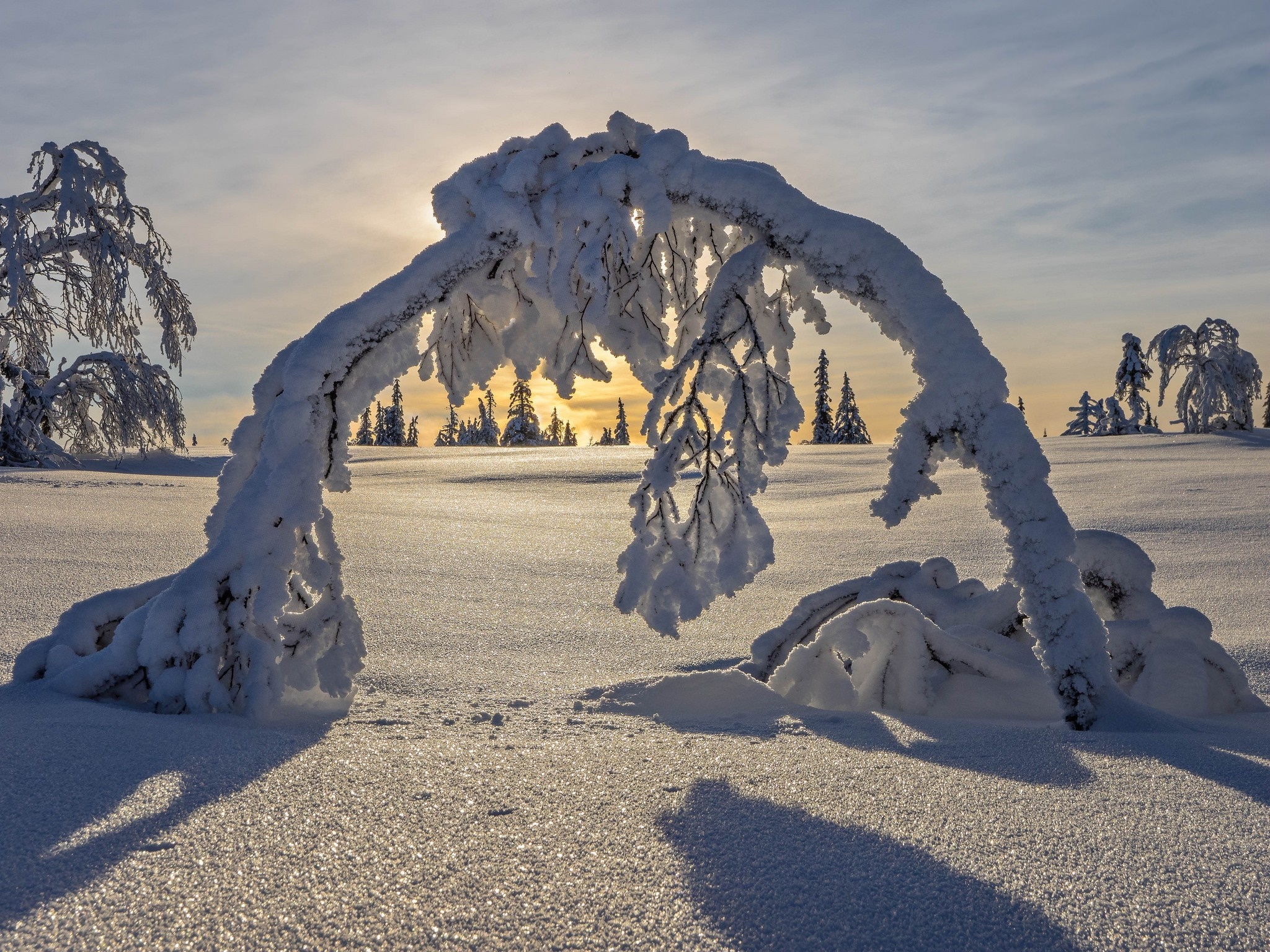 Snow-covered trees in a winter landscape at sunset HD Wallpaper