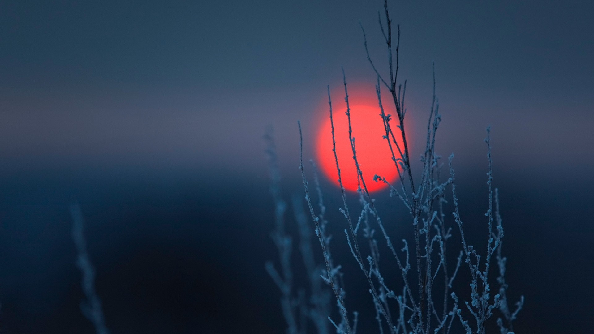 Red sun behind frosted branches in winter HD Wallpaper