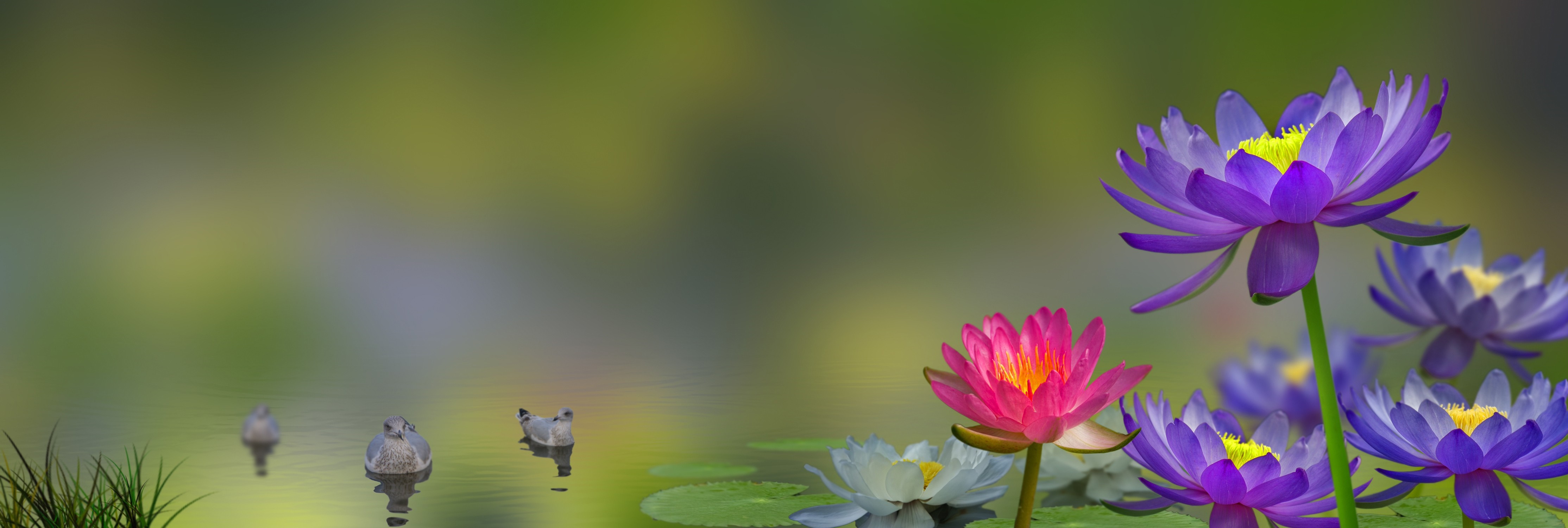 Water lilies and birds on a pond HD Wallpaper