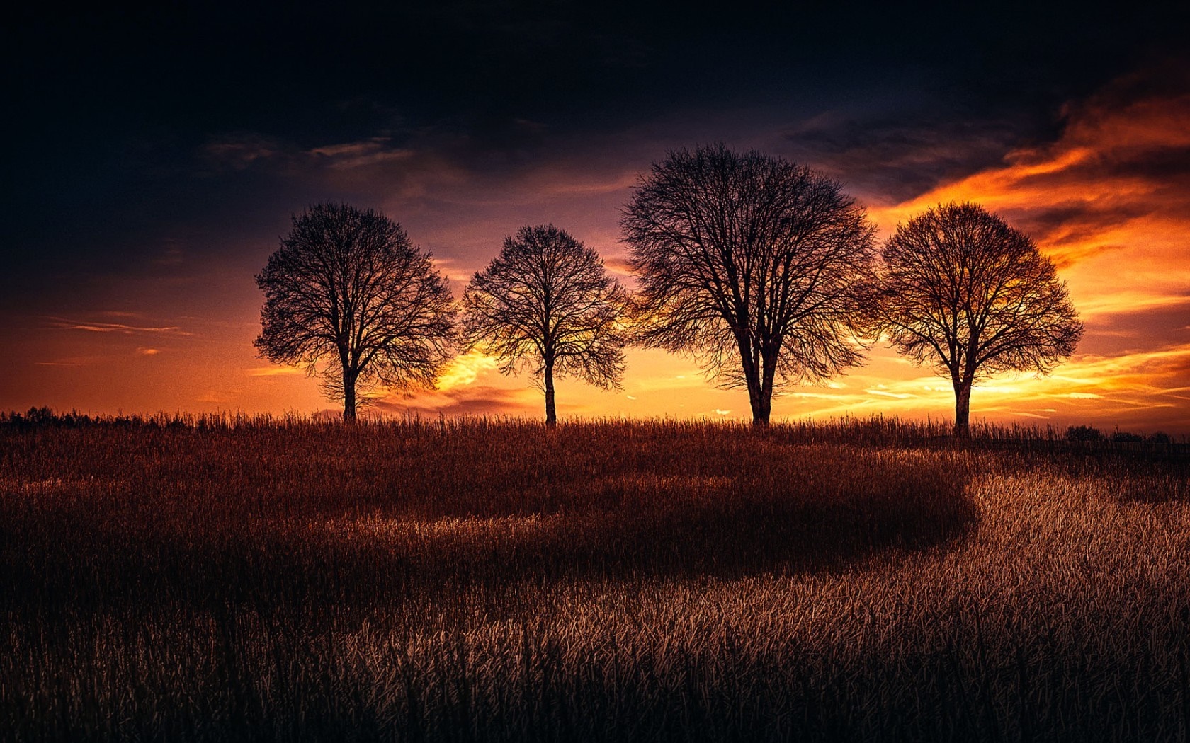 Four bare trees in a field at sunset HD Wallpaper