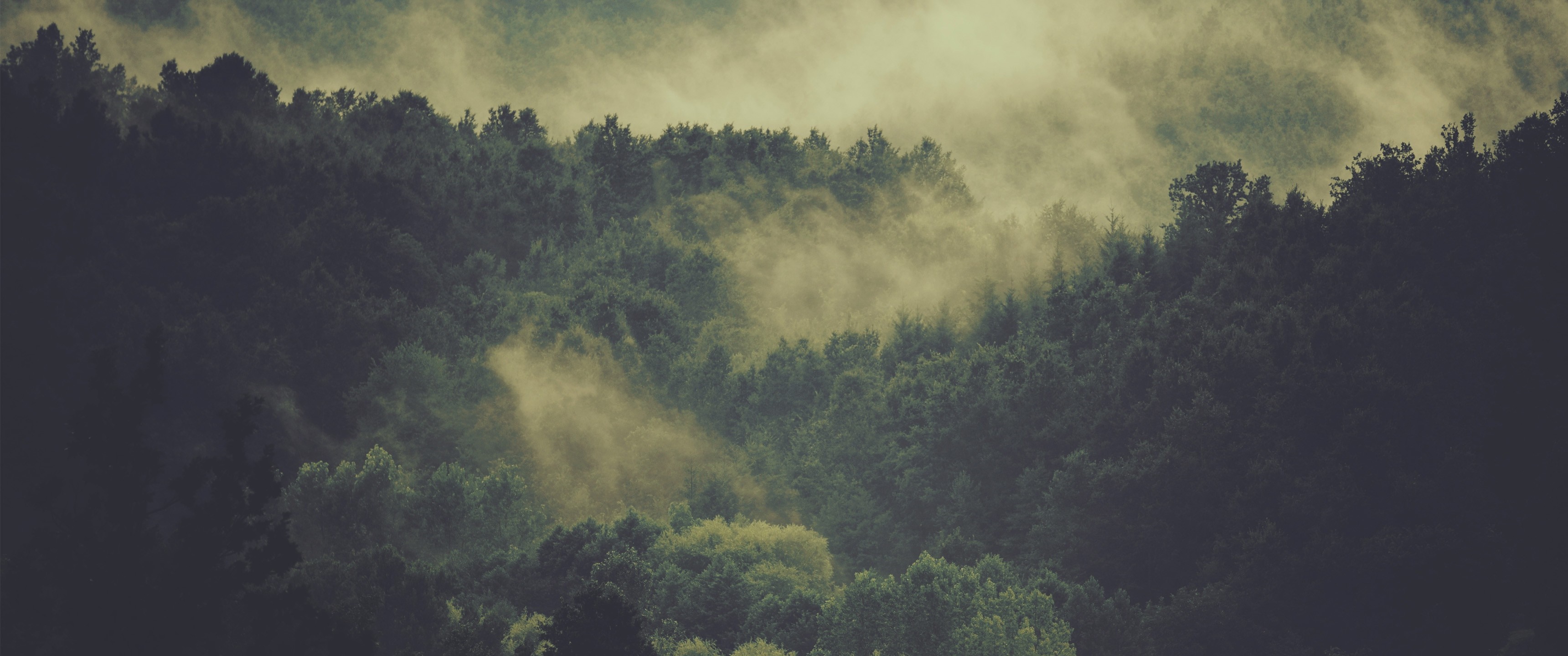 Misty forest on a hill at dawn HD Wallpaper