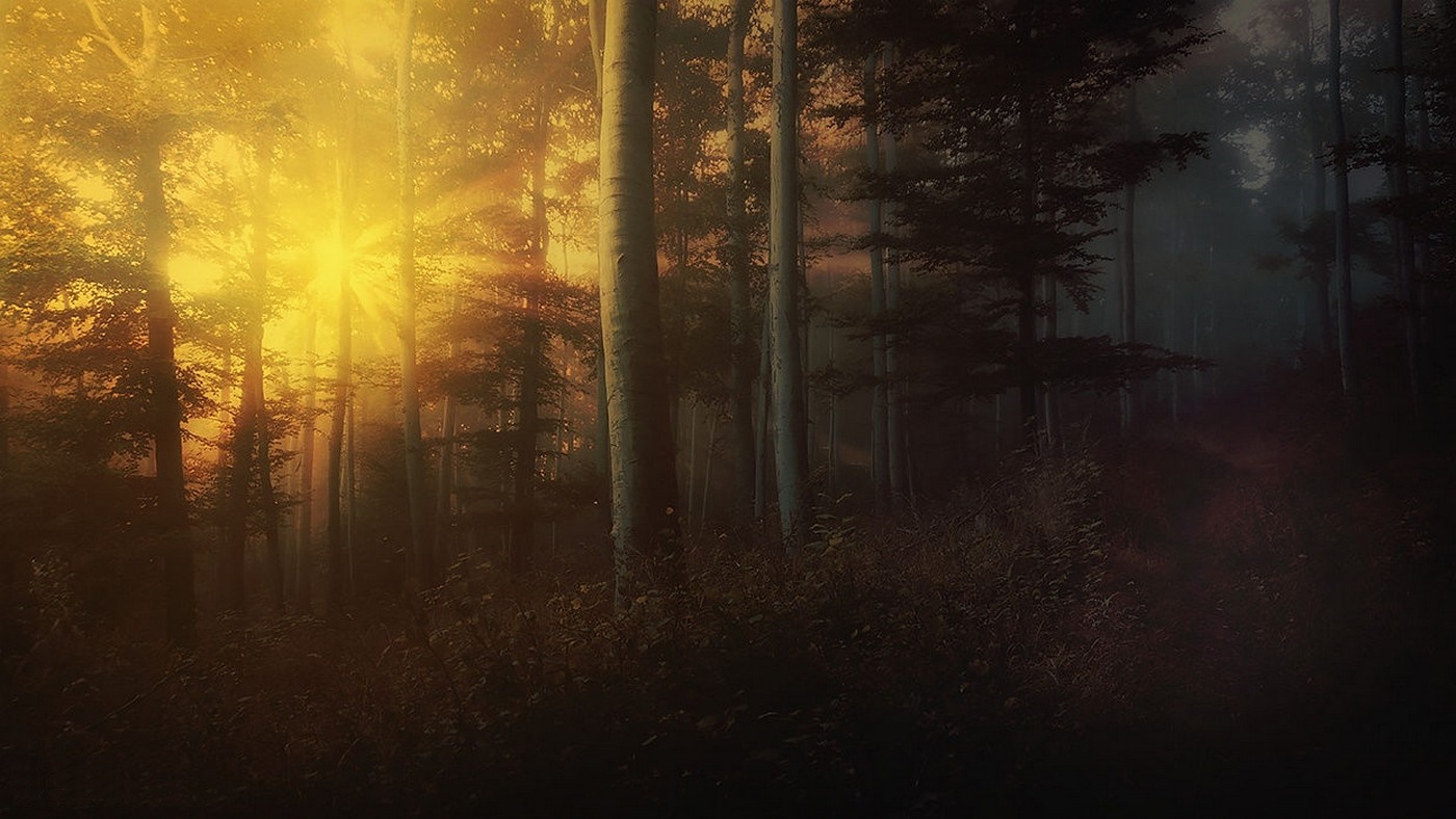 Sunlight filtering through trees in a misty forest HD Wallpaper