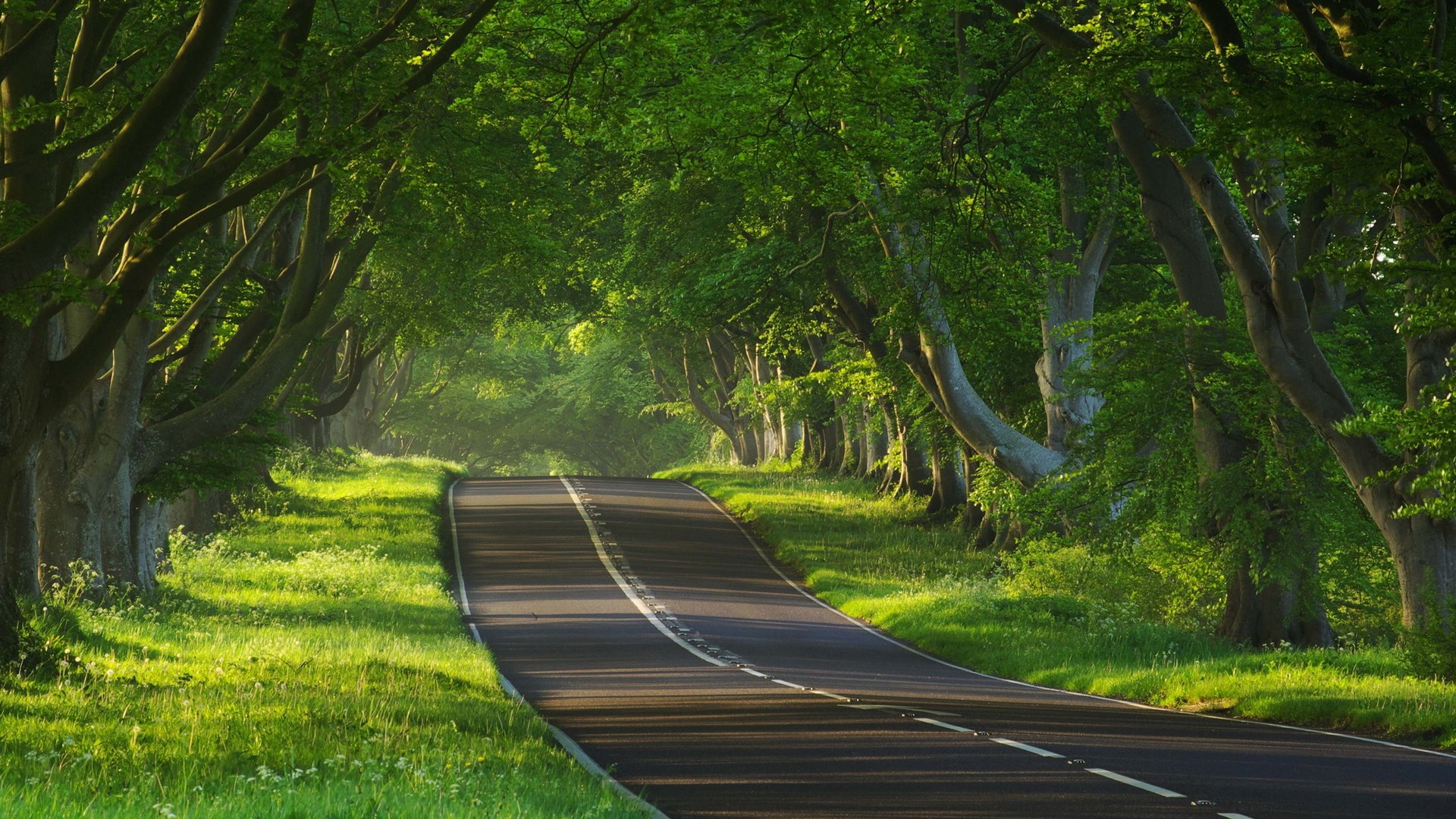 Road through a green tree tunnel HD Wallpaper