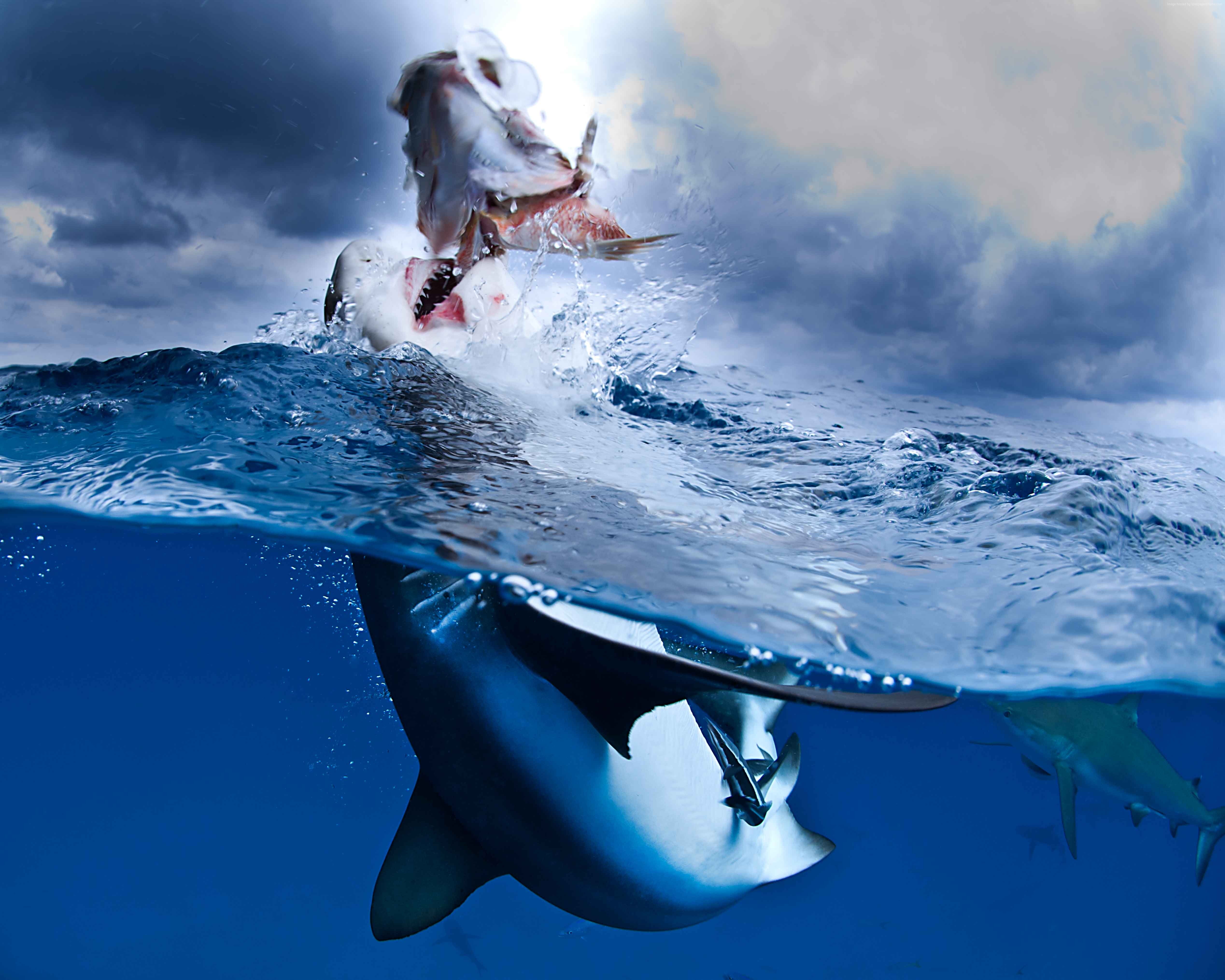 Shark attacking fish in the Caribbean Sea HD Wallpaper