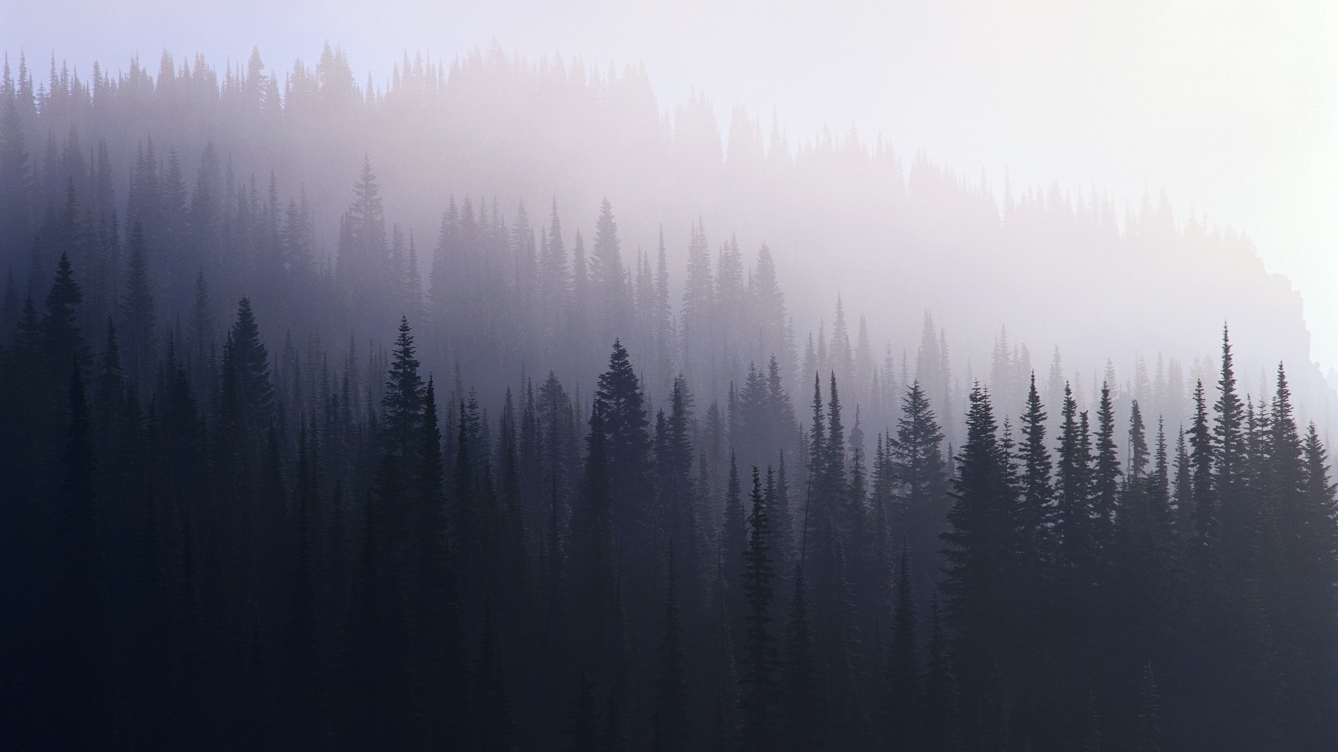 Misty forest with sunlight and fog HD Wallpaper