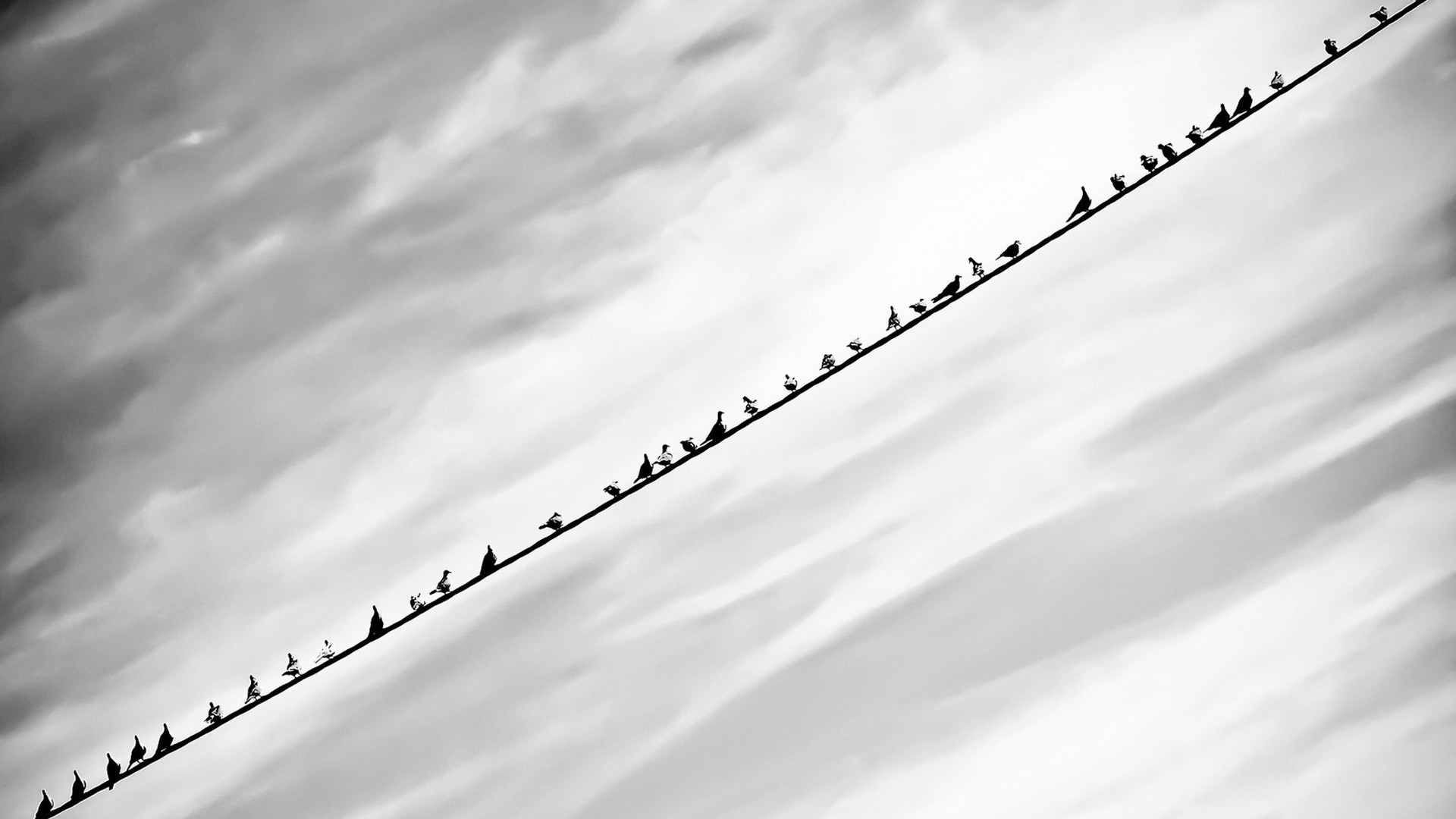 Birds perched on a wire against a cloudy sky HD Wallpaper