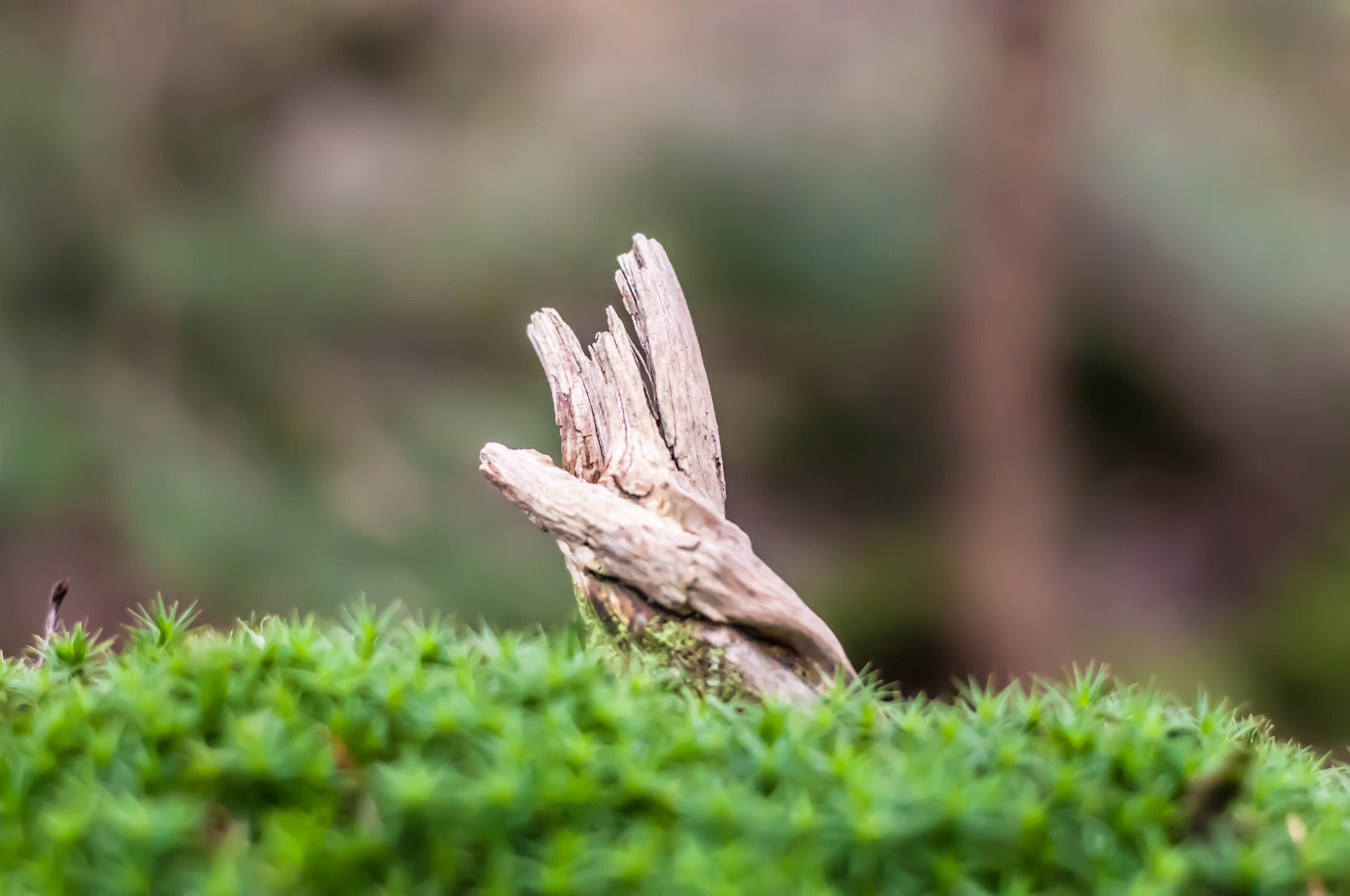 Close-up of a weathered tree branch on mossy ground HD Wallpaper