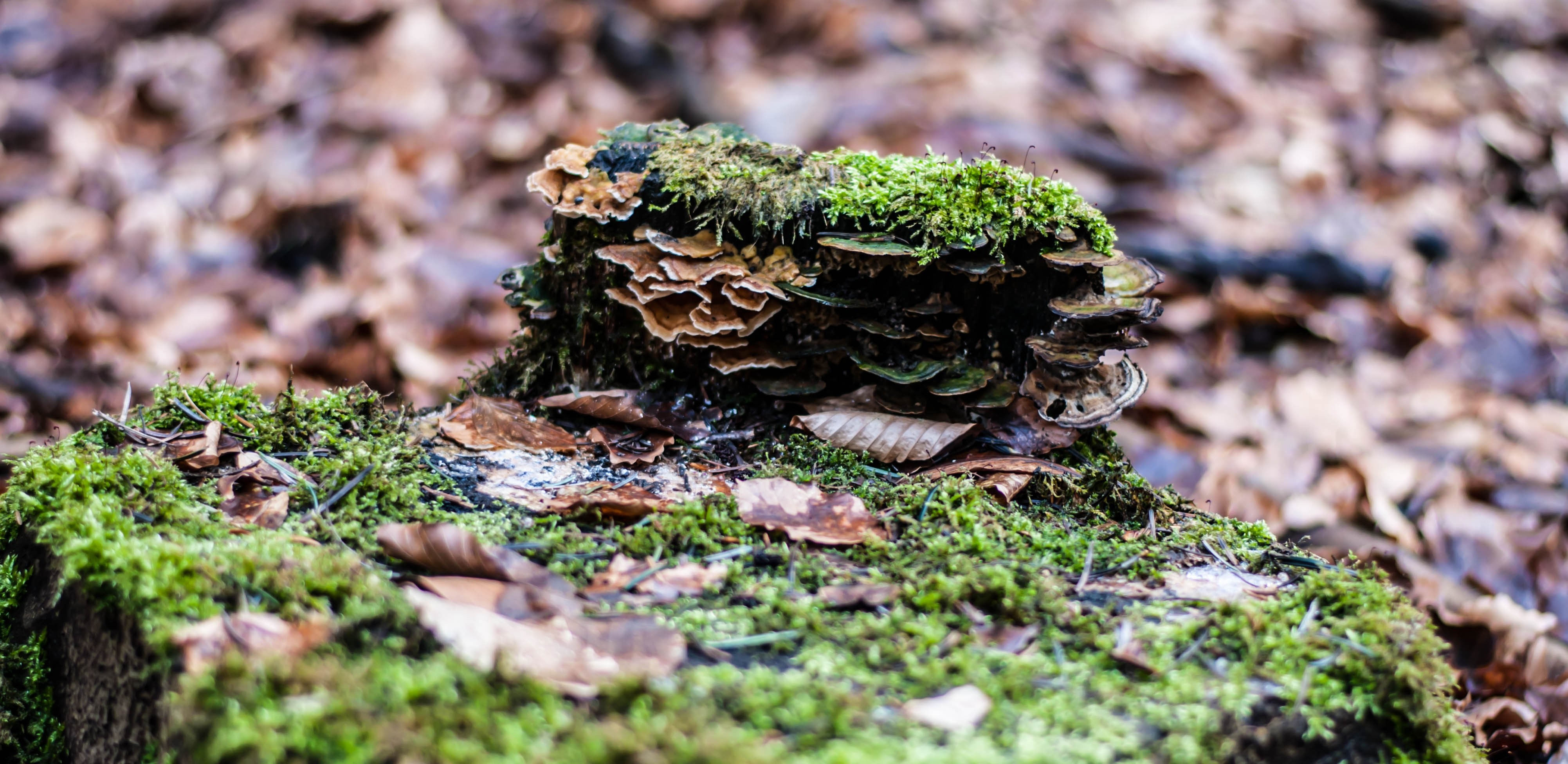 Moss and fungi on a tree stump in a forest HD Wallpaper