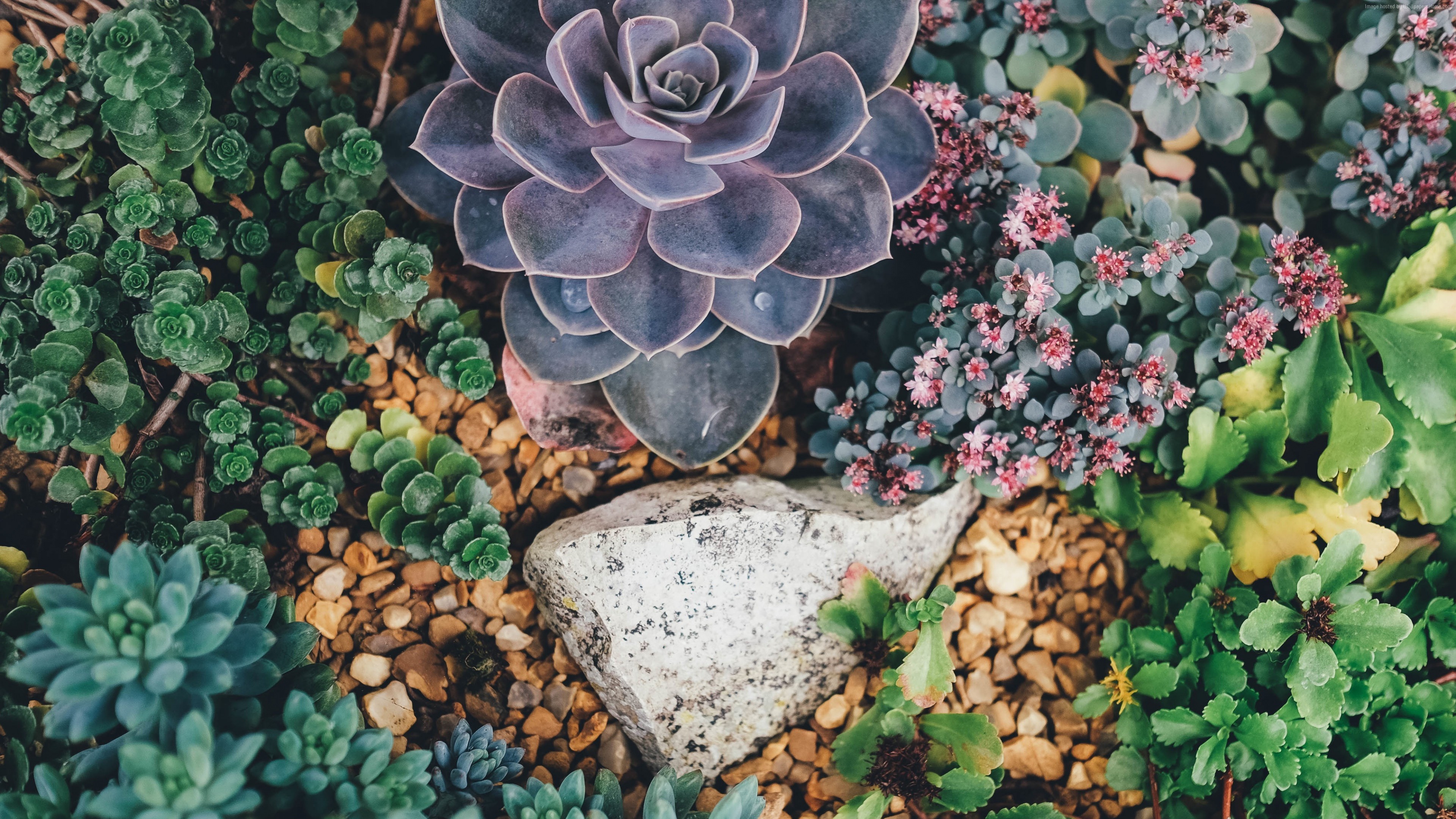 Succulent plants and flowers with rocks HD Wallpaper