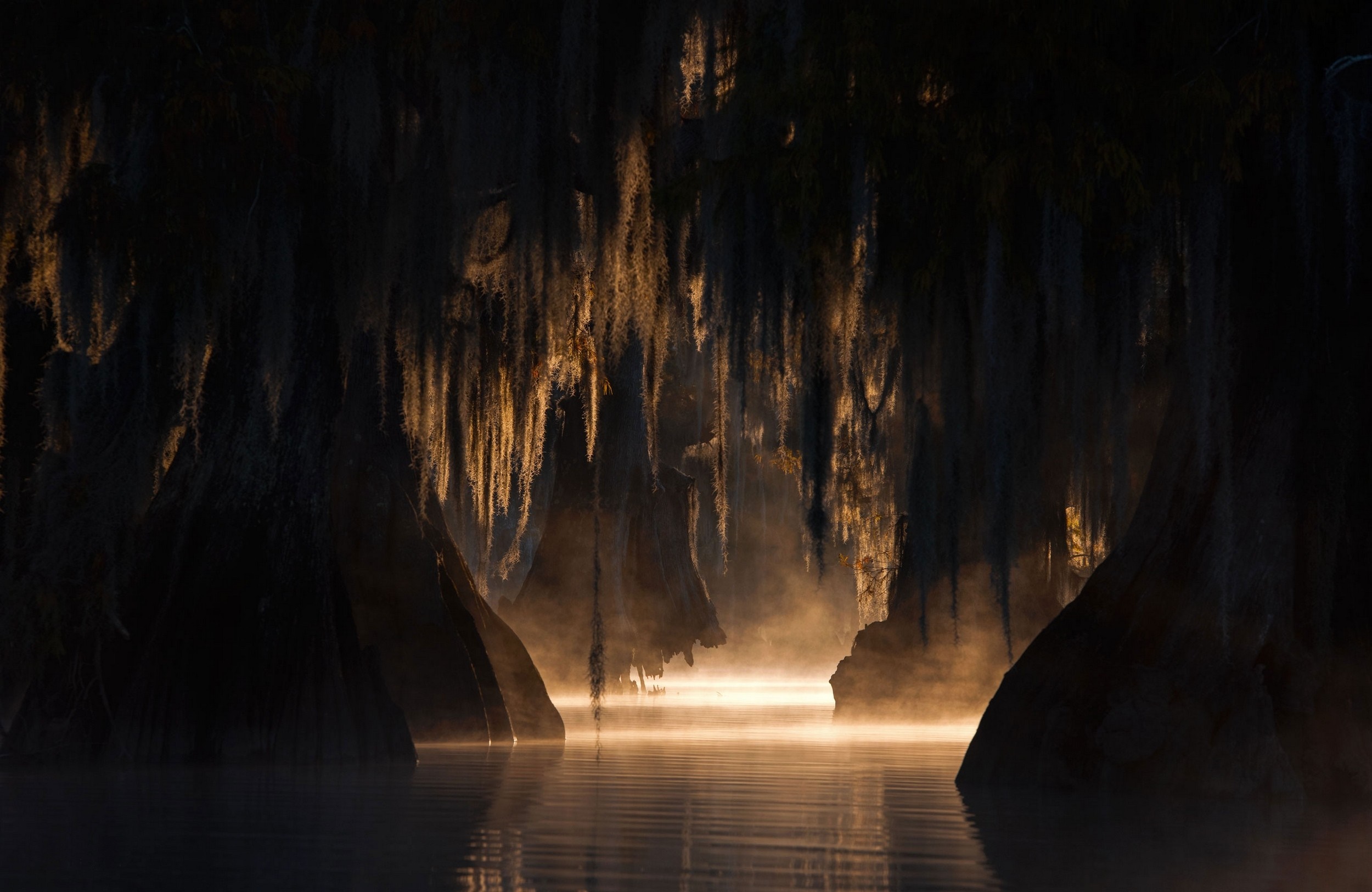 Misty swamp with cypress trees and Spanish moss HD Wallpaper