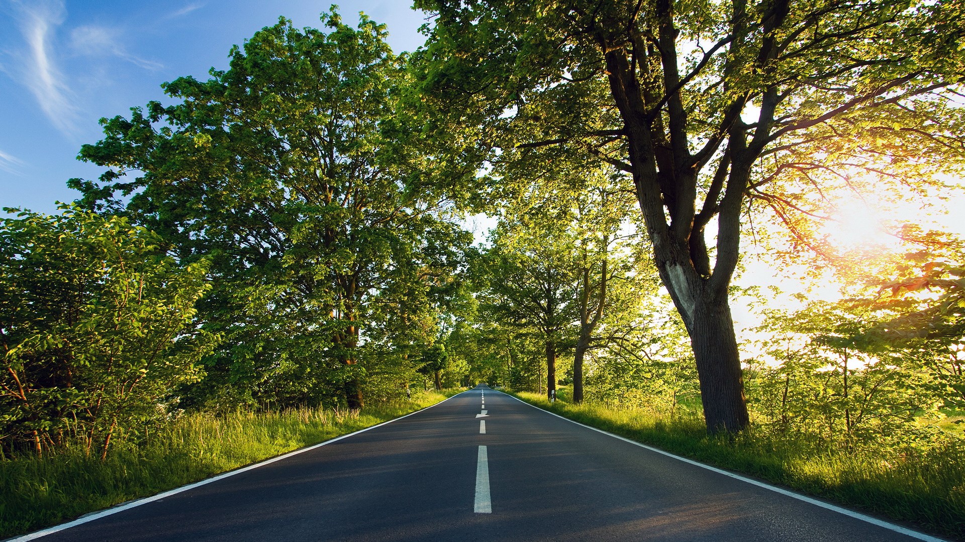Road lined with trees and sunlight HD Wallpaper