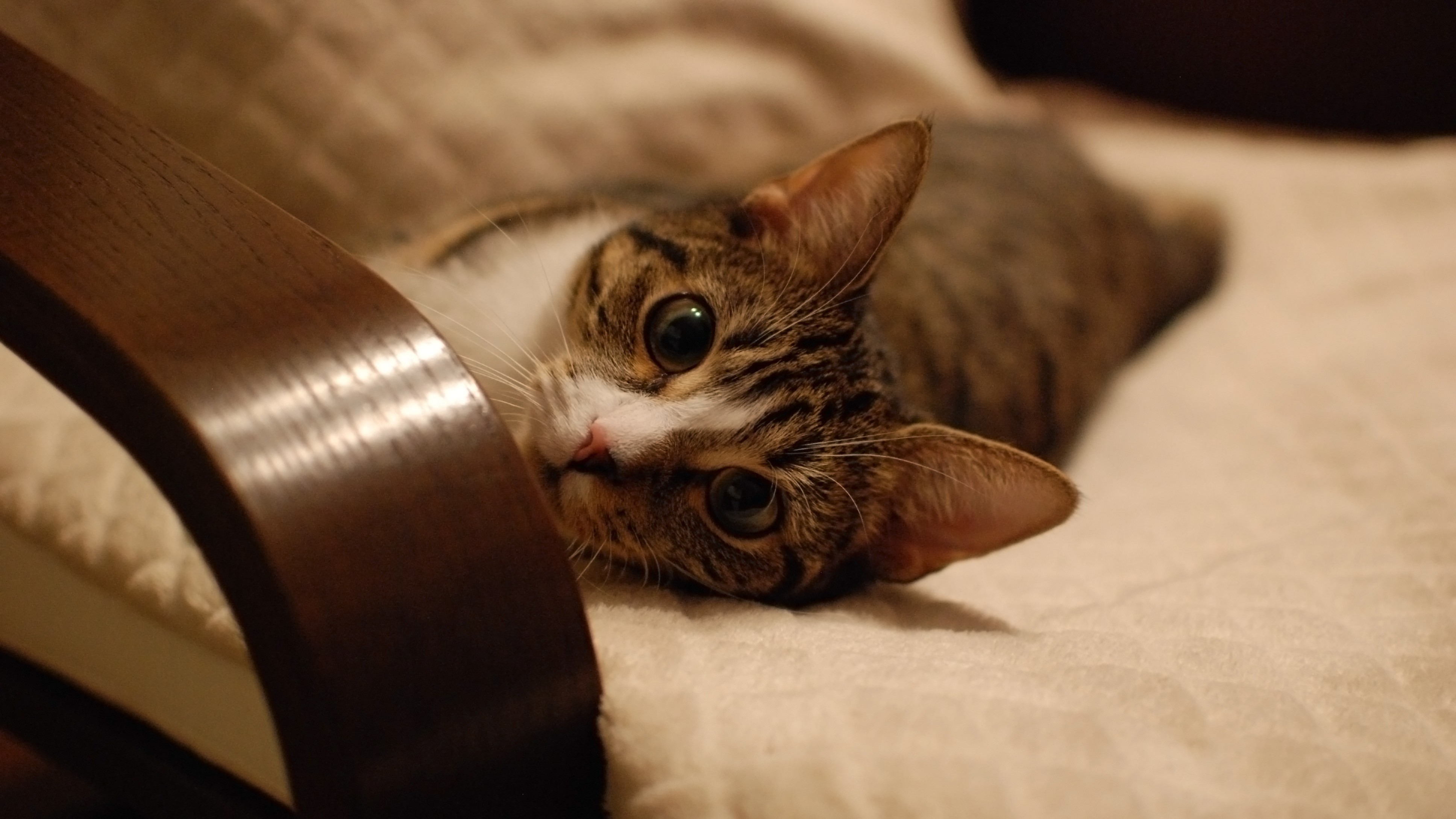 A tabby cat lies on a blanket HD Wallpaper