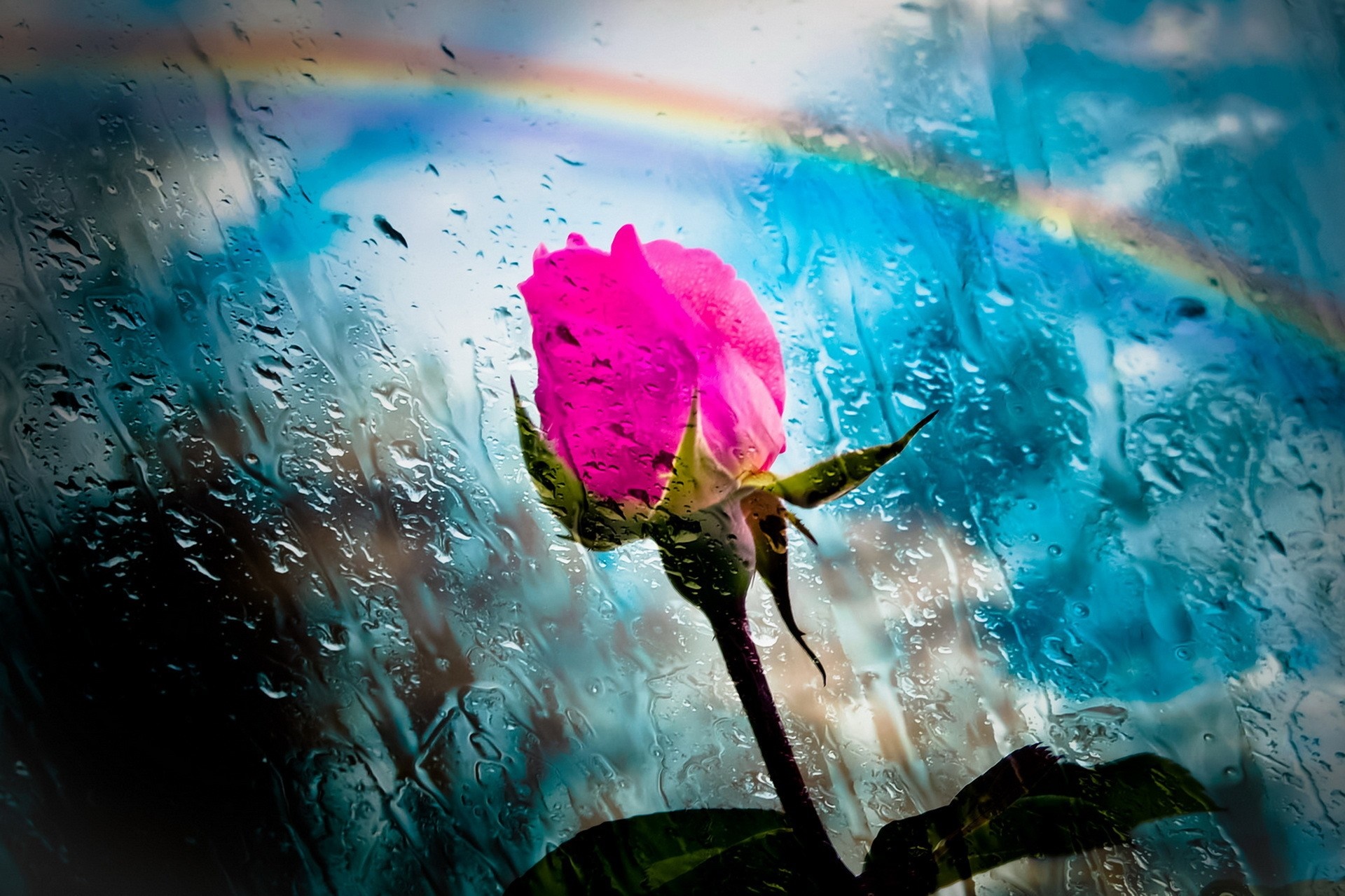 Pink rose on a rainy day with a rainbow HD Wallpaper