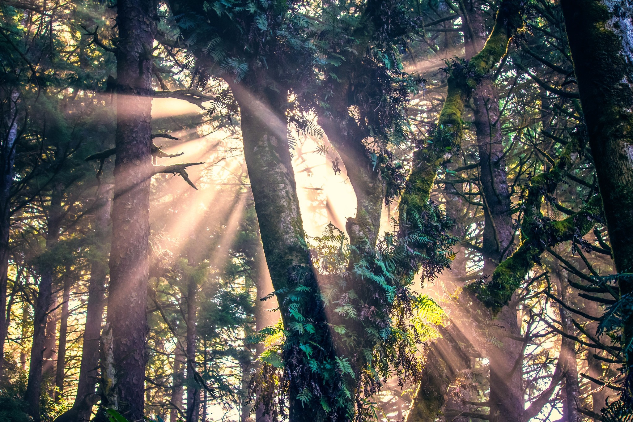 Sunlight filtering through trees in a forest HD Wallpaper