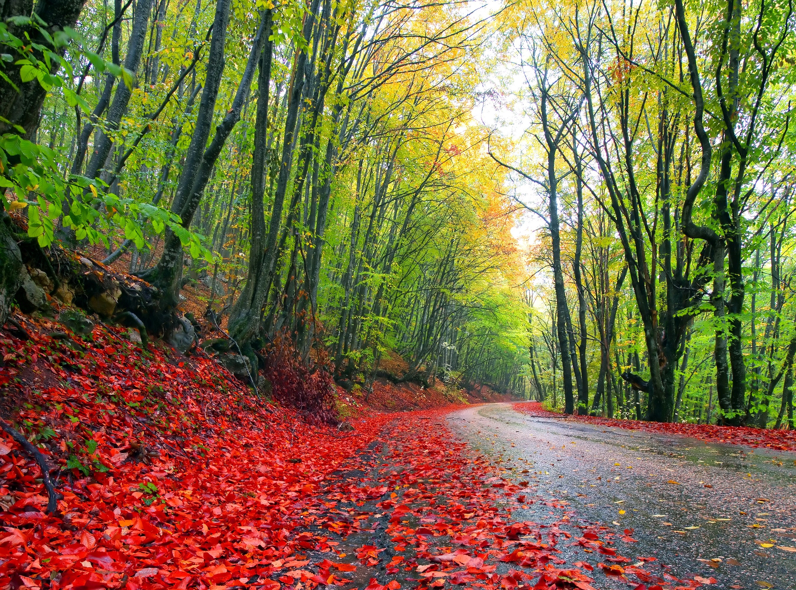 Autumn forest road covered in red leaves HD Wallpaper