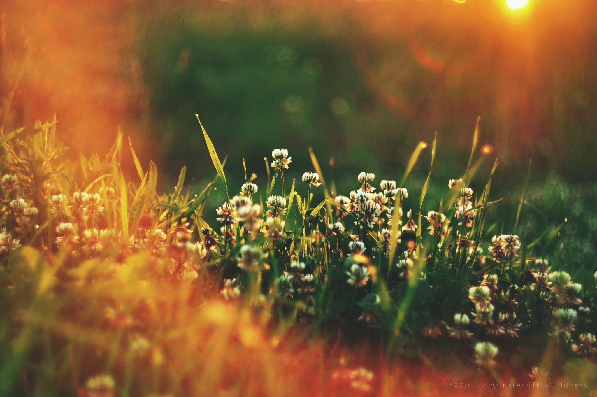 Sunlight on clover flowers in a grassy meadow HD Wallpaper