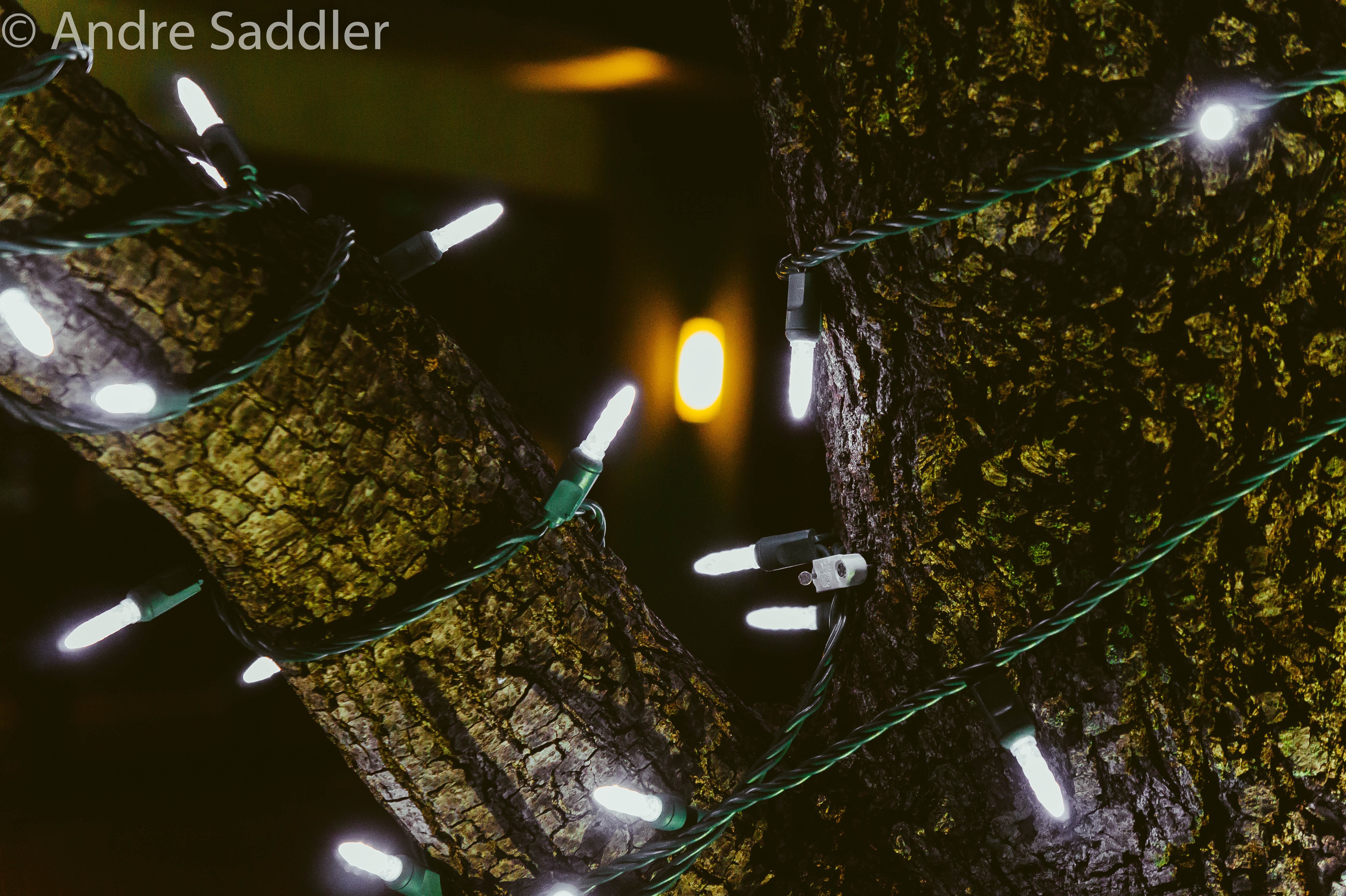 Andre Saddler watermark on Christmas lights on trees at night HD Wallpaper