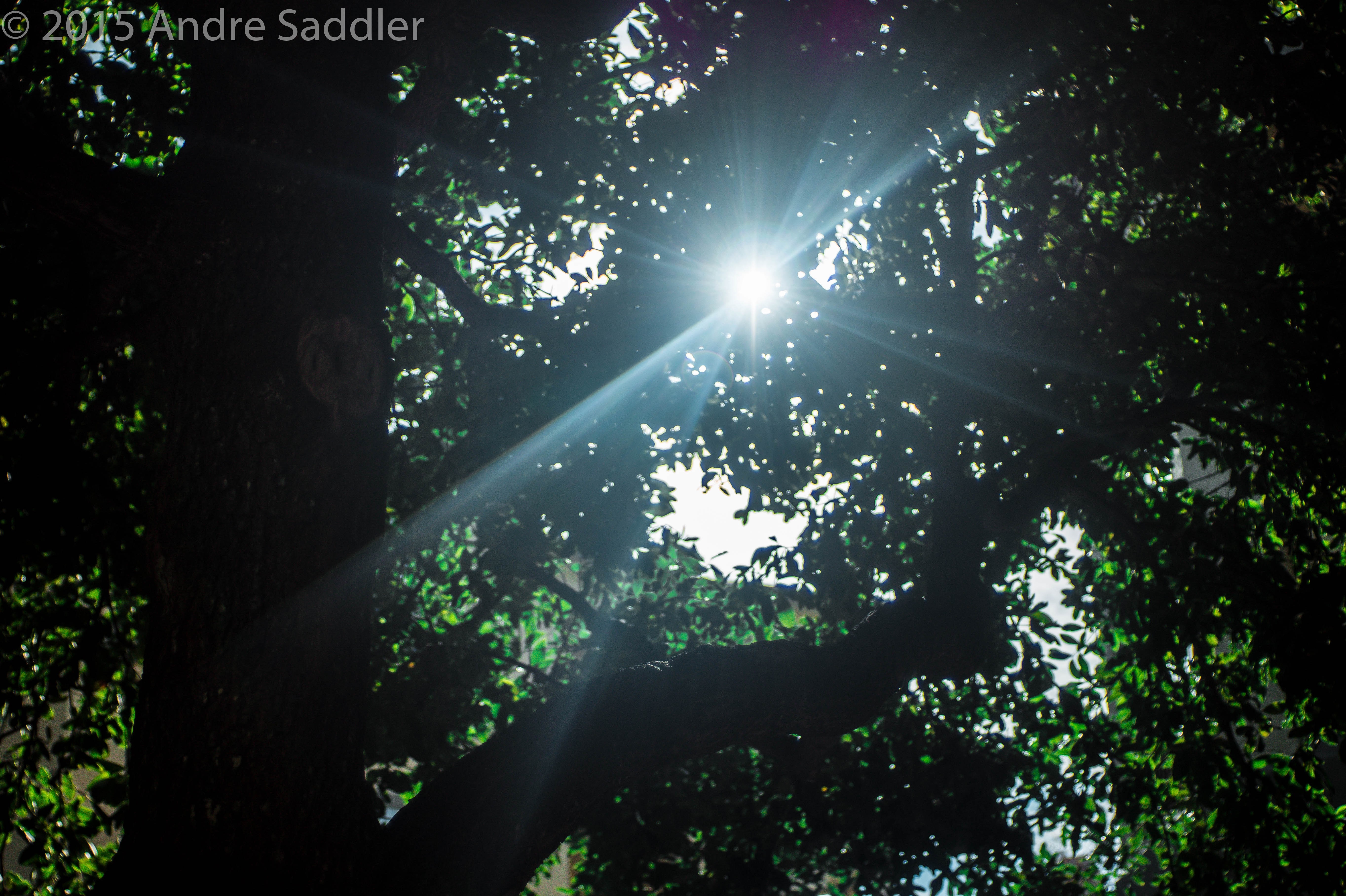 Sunlight filtering through tree leaves HD Wallpaper