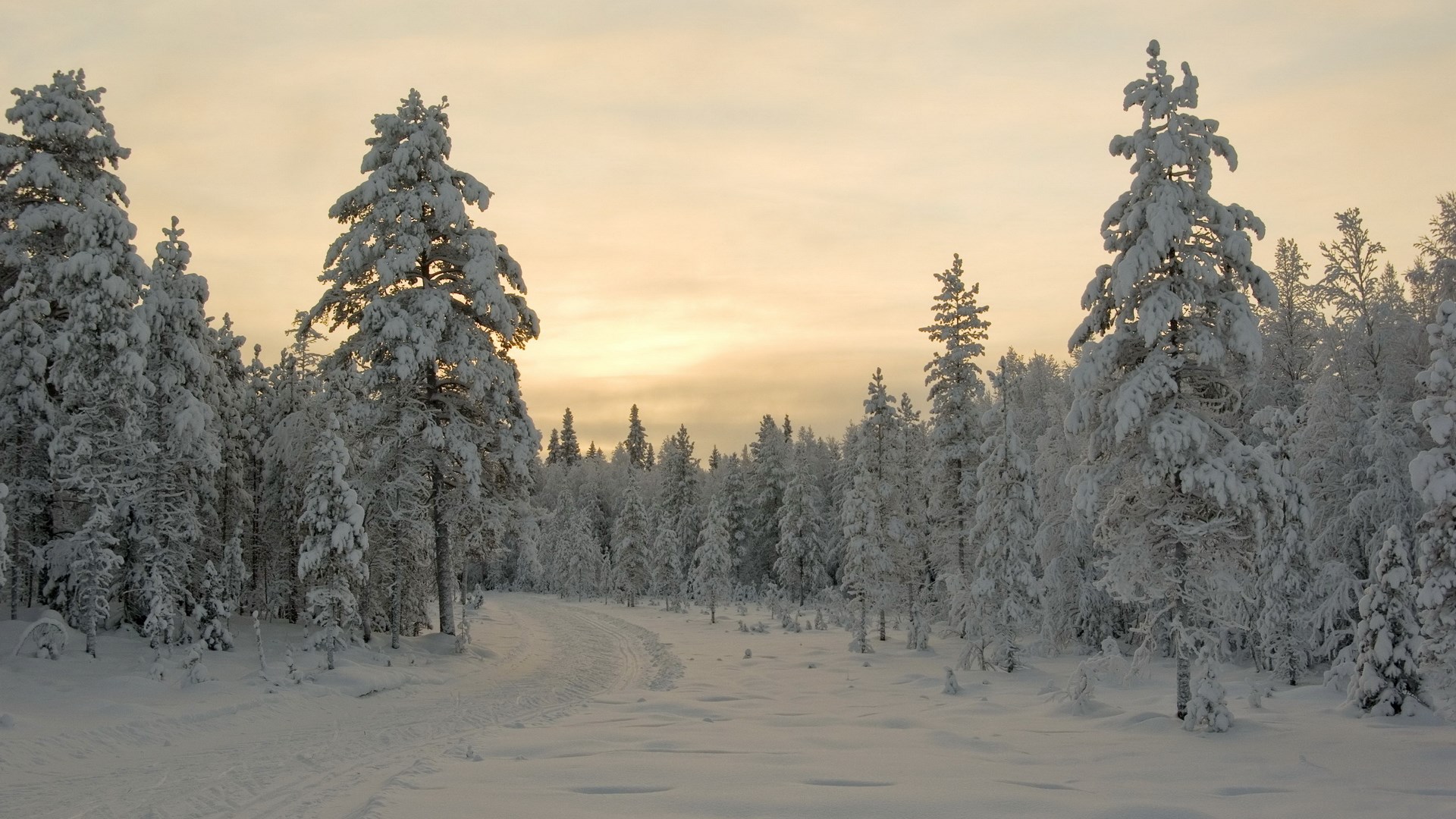 Snow-covered trees line a winter forest road at sunset HD Wallpaper