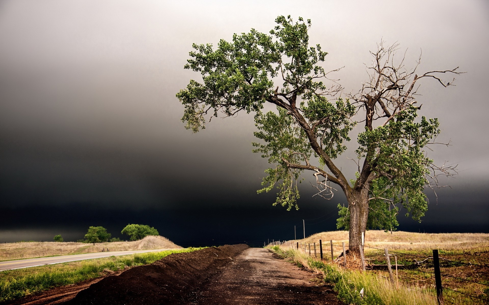 Tree on a dirt road under stormy clouds HD Wallpaper