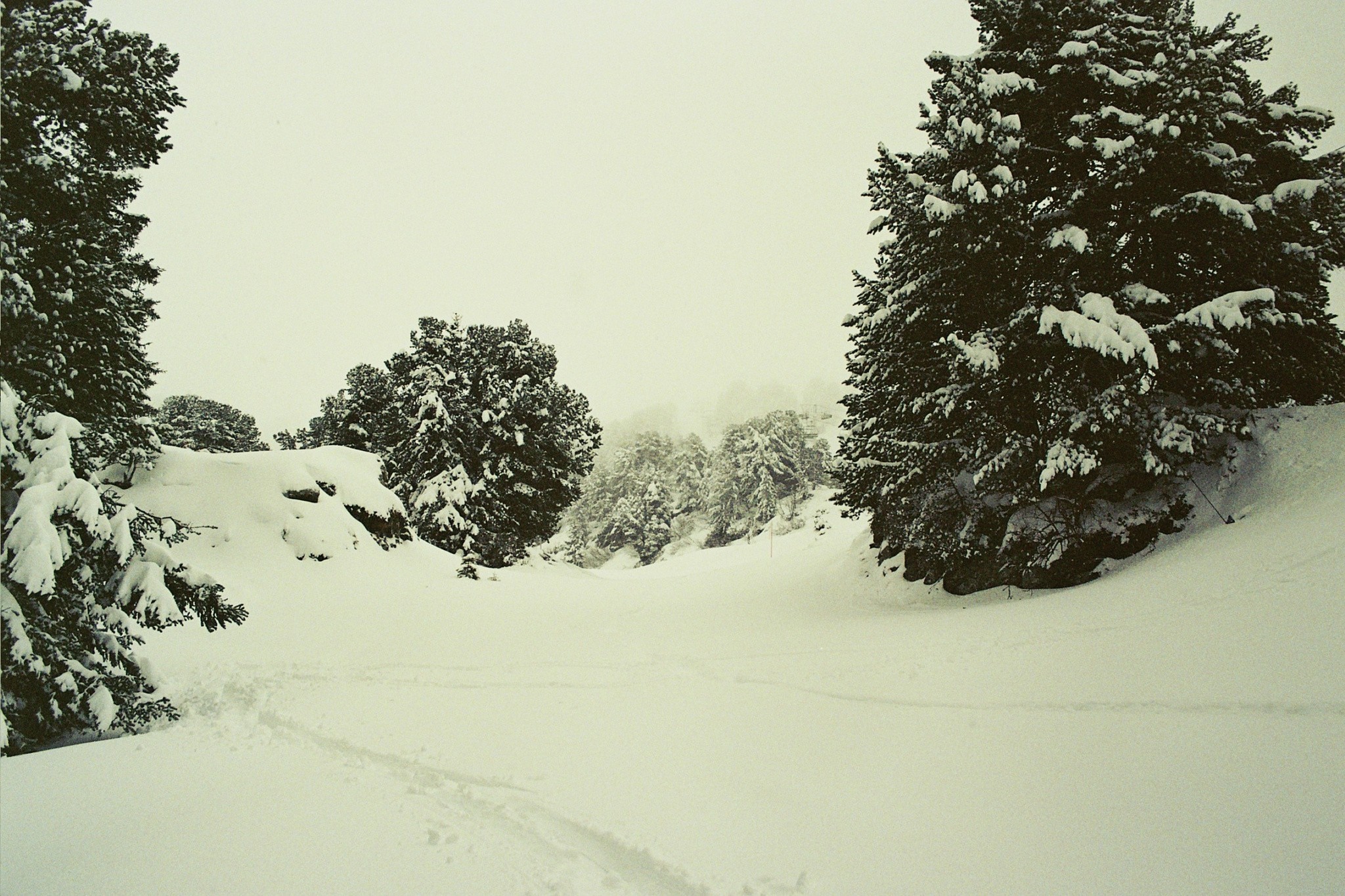 Snowy forest landscape with trees and ski tracks HD Wallpaper