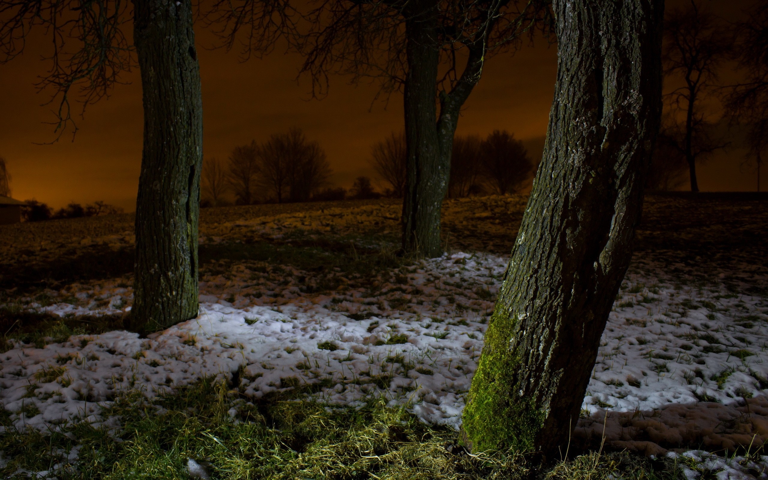 Trees in a snowy field at night HD Wallpaper