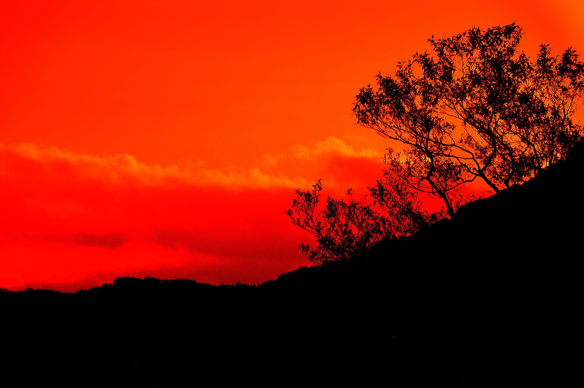 Silhouette of trees on a hill against a vibrant red sky HD Wallpaper