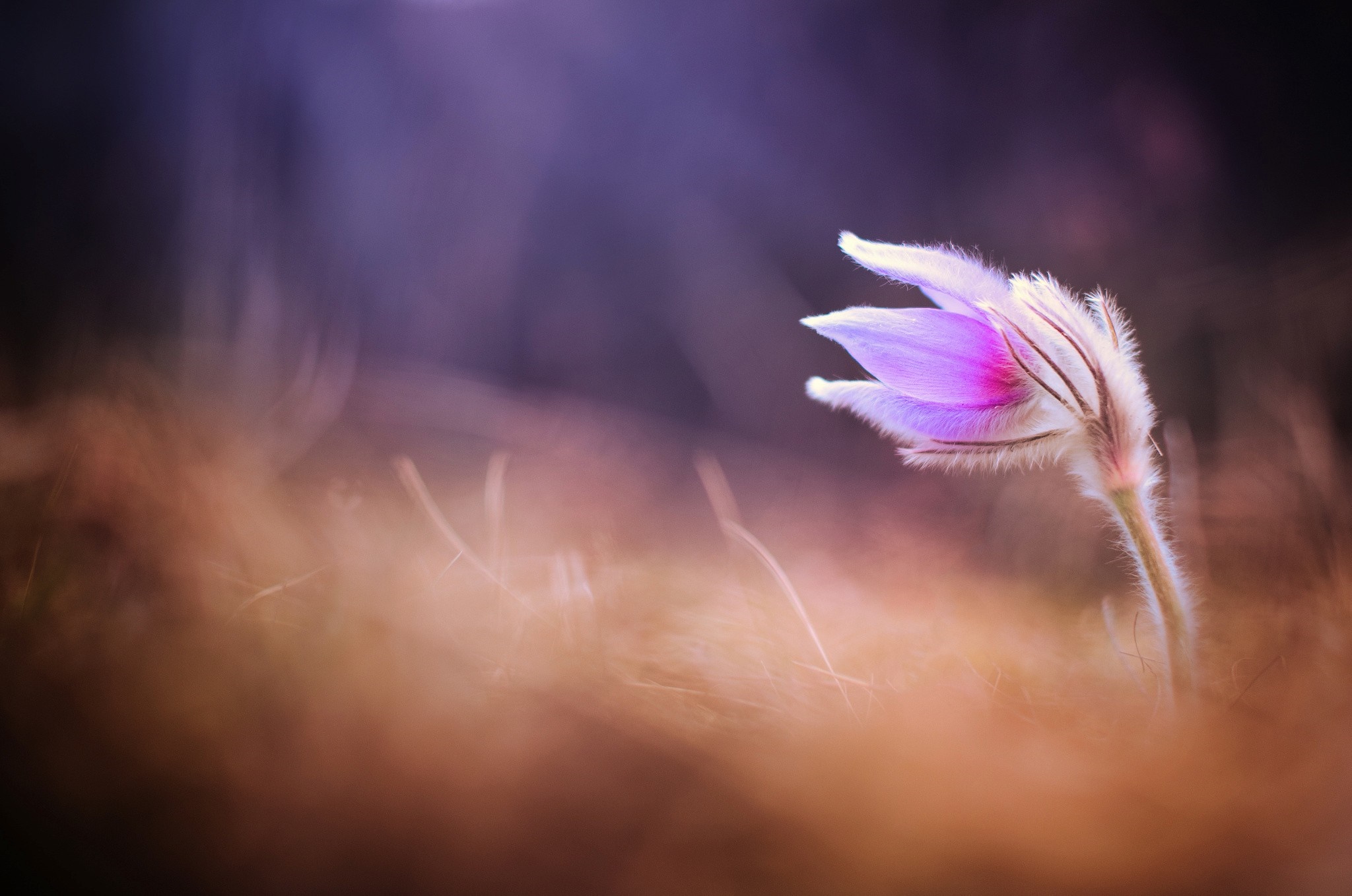 Close-up of a fuzzy purple flower in soft light HD Wallpaper