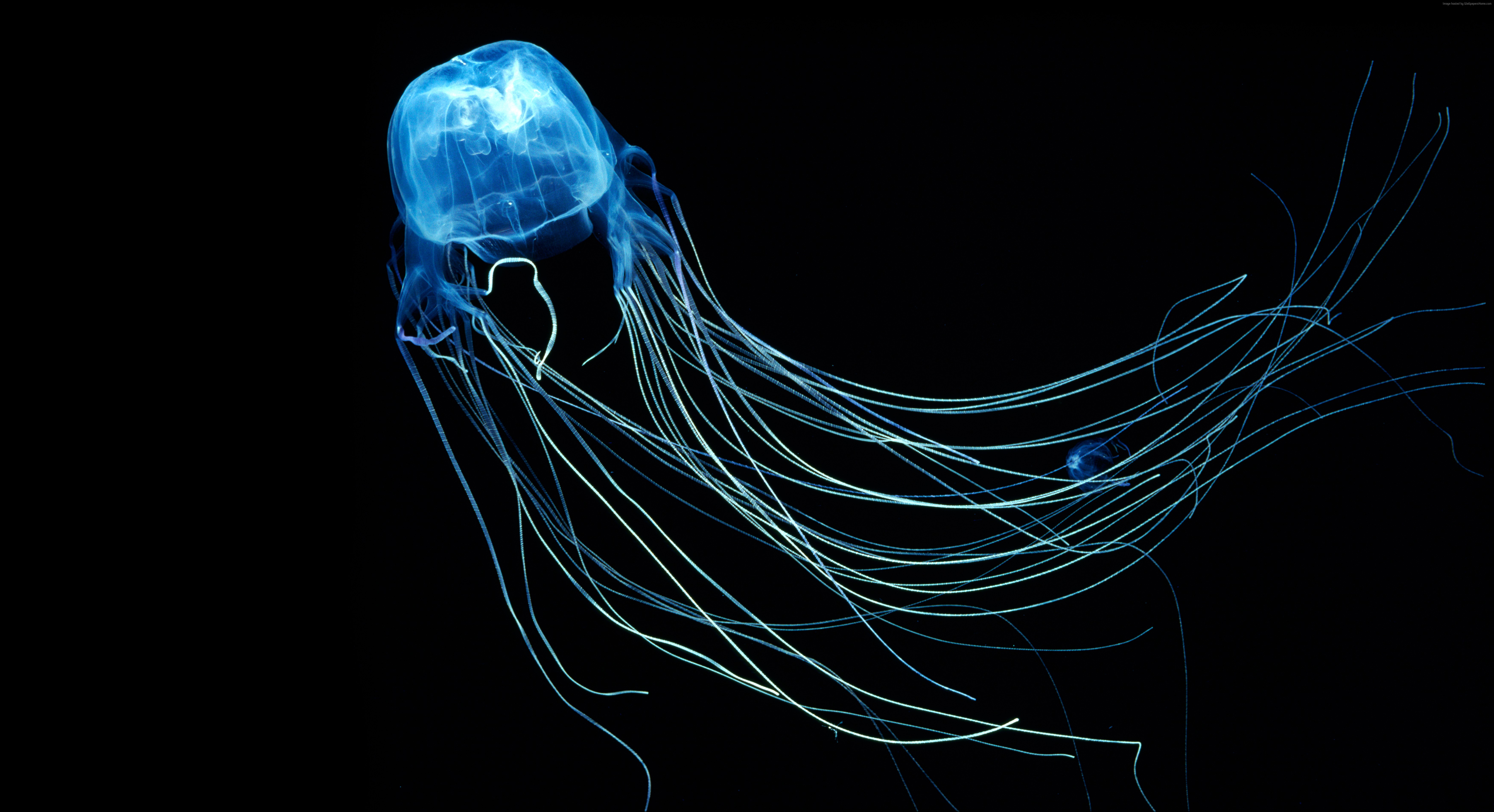 5k wallpaper, diving, Rangiroa, Indian Ocean, Jellyfish, 4k, Australian Box Jellyfish, 8k, tourism HD Wallpaper
