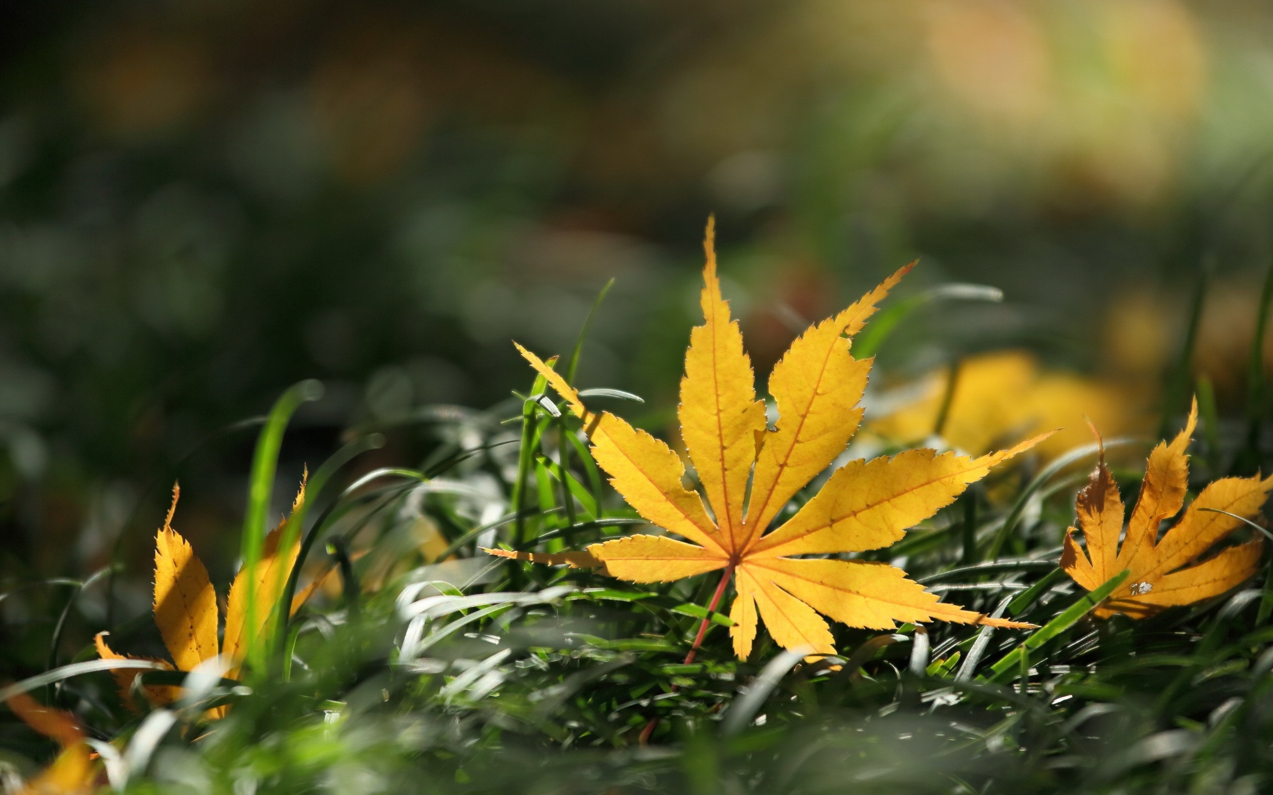 Yellow autumn leaves on green grass in sunlight HD Wallpaper