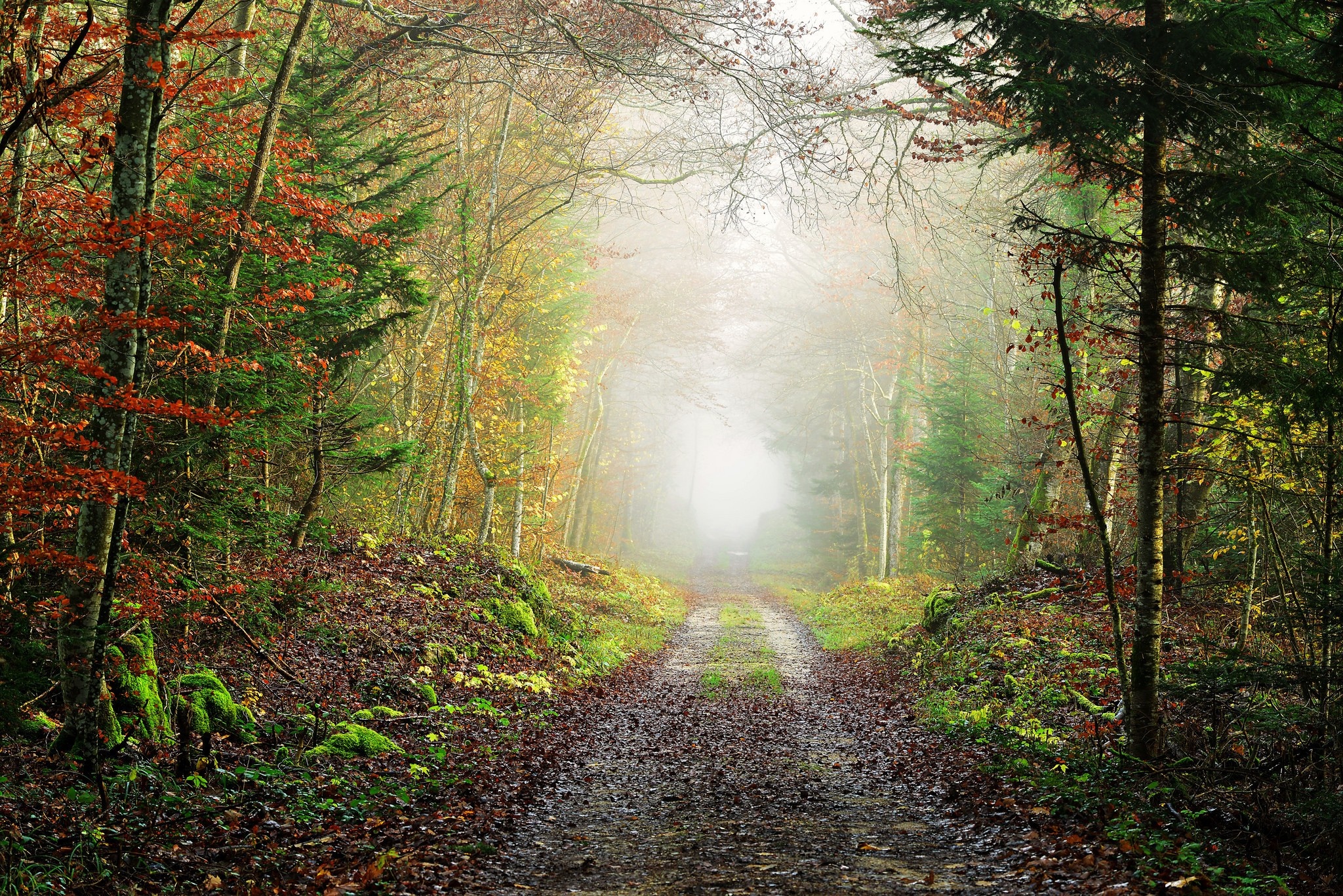 Forest path in autumn fog HD Wallpaper