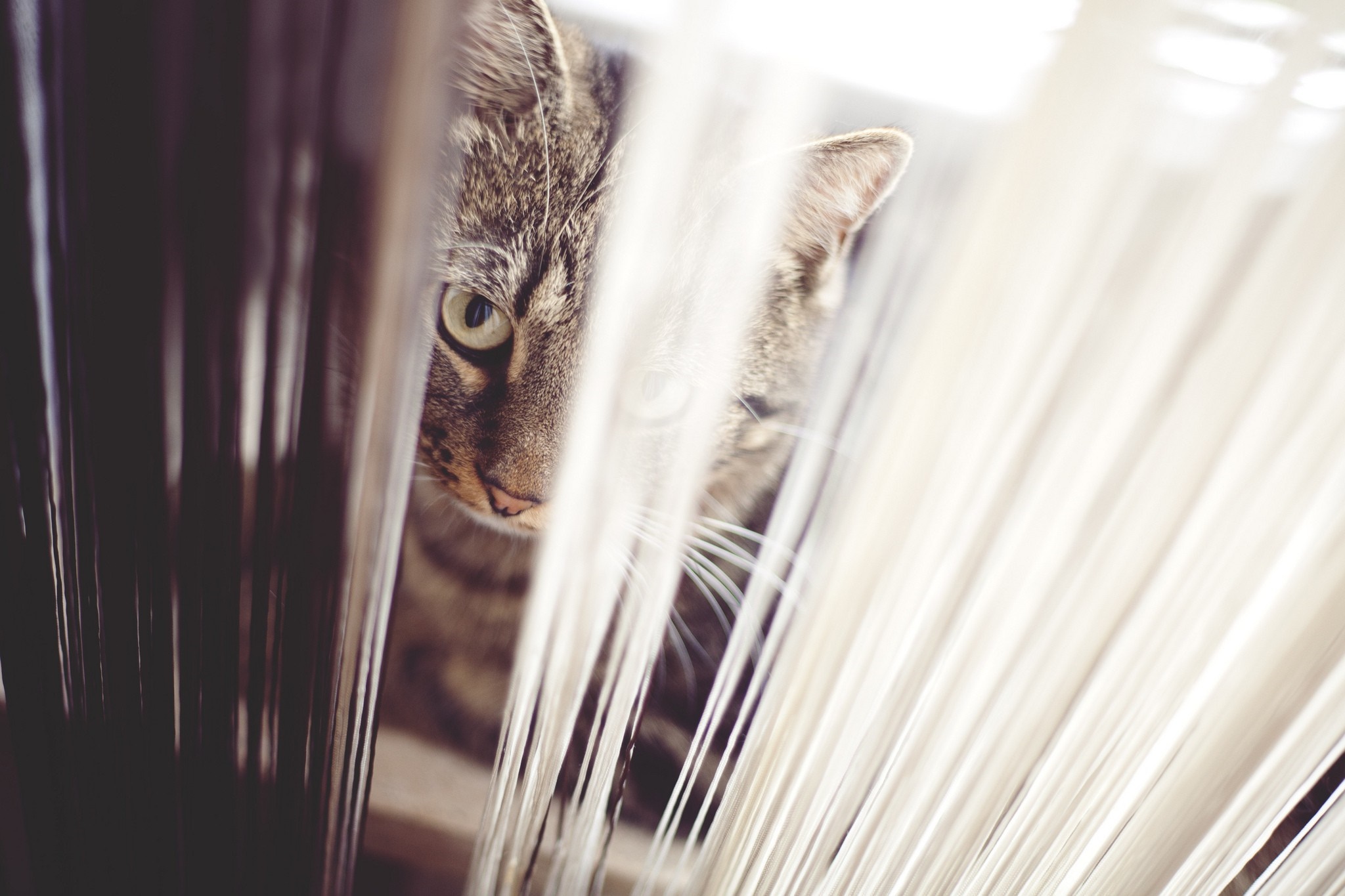 A tabby cat peeks through blinds HD Wallpaper