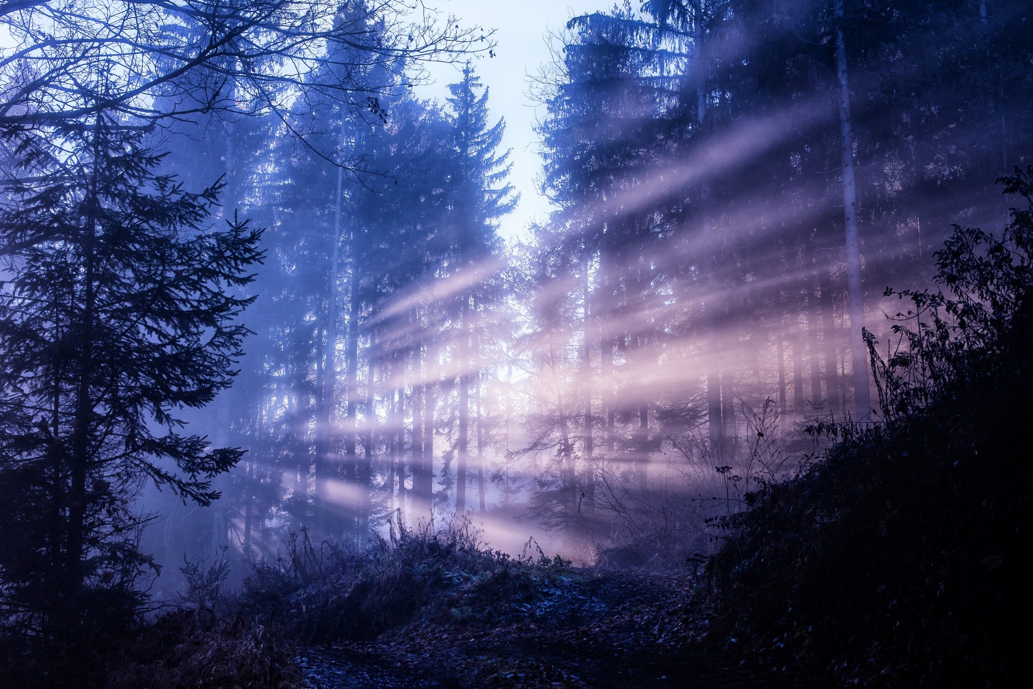 Sunbeams piercing through a misty forest at dawn HD Wallpaper