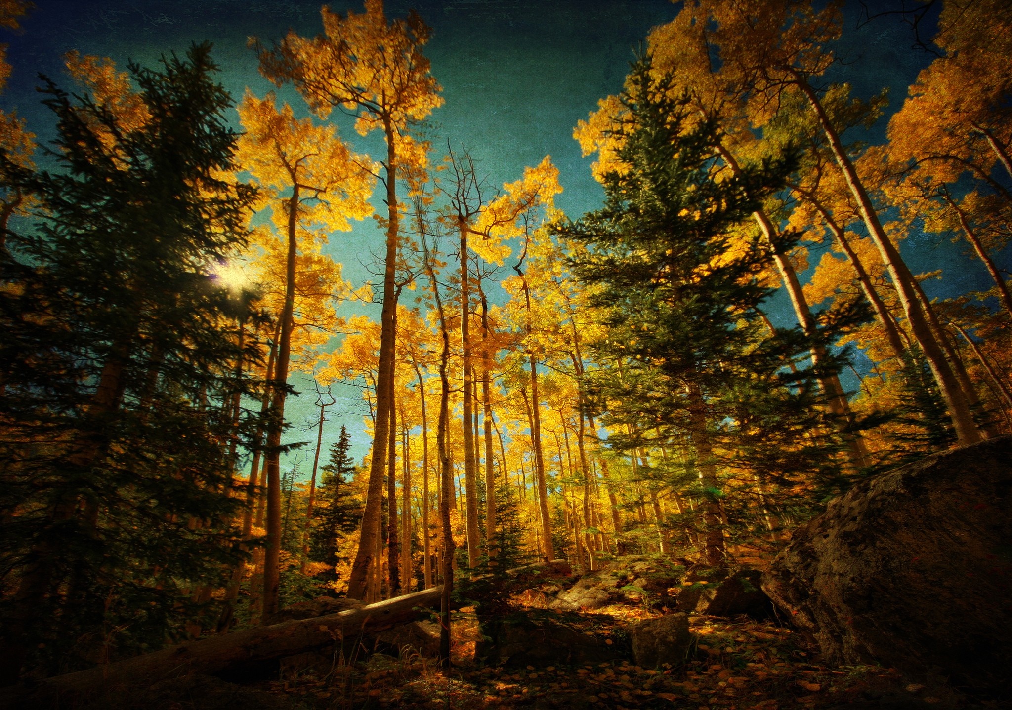 Autumn forest with golden aspens and green pines HD Wallpaper