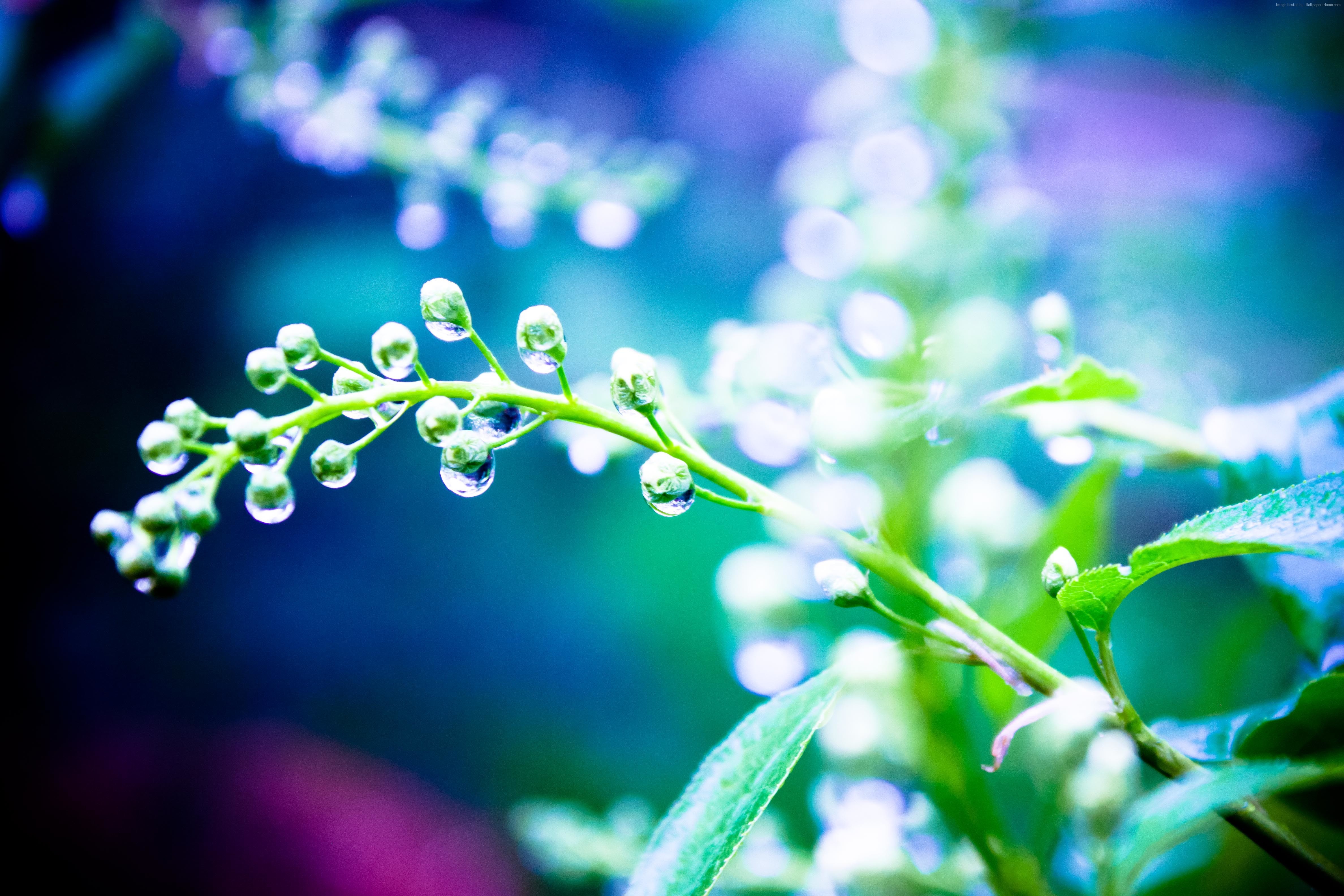 Close-up of plant buds with water drops HD Wallpaper