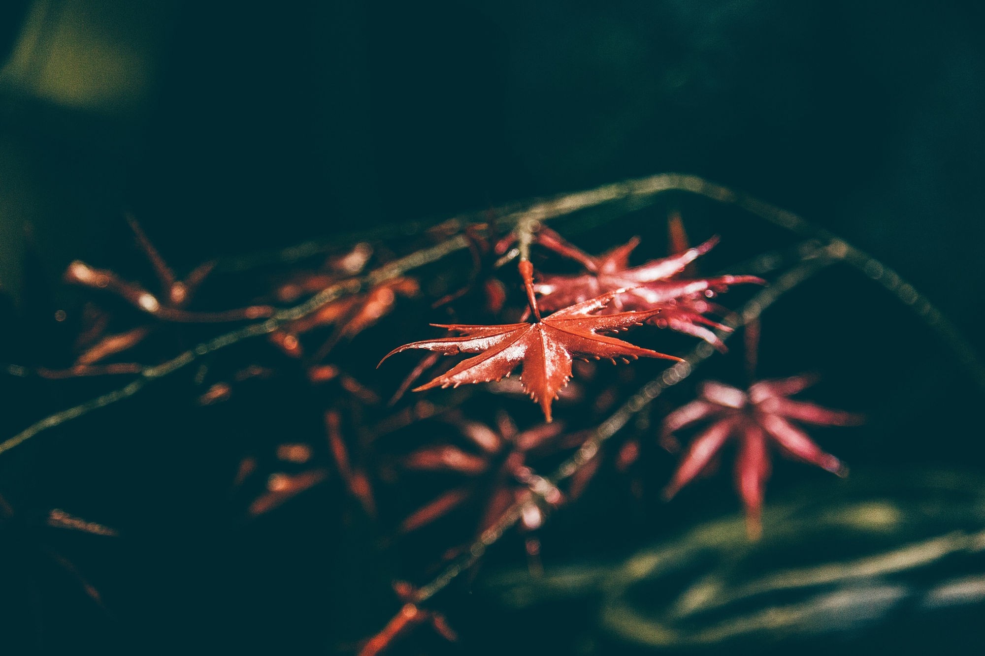 Red maple leaves on a branch HD Wallpaper