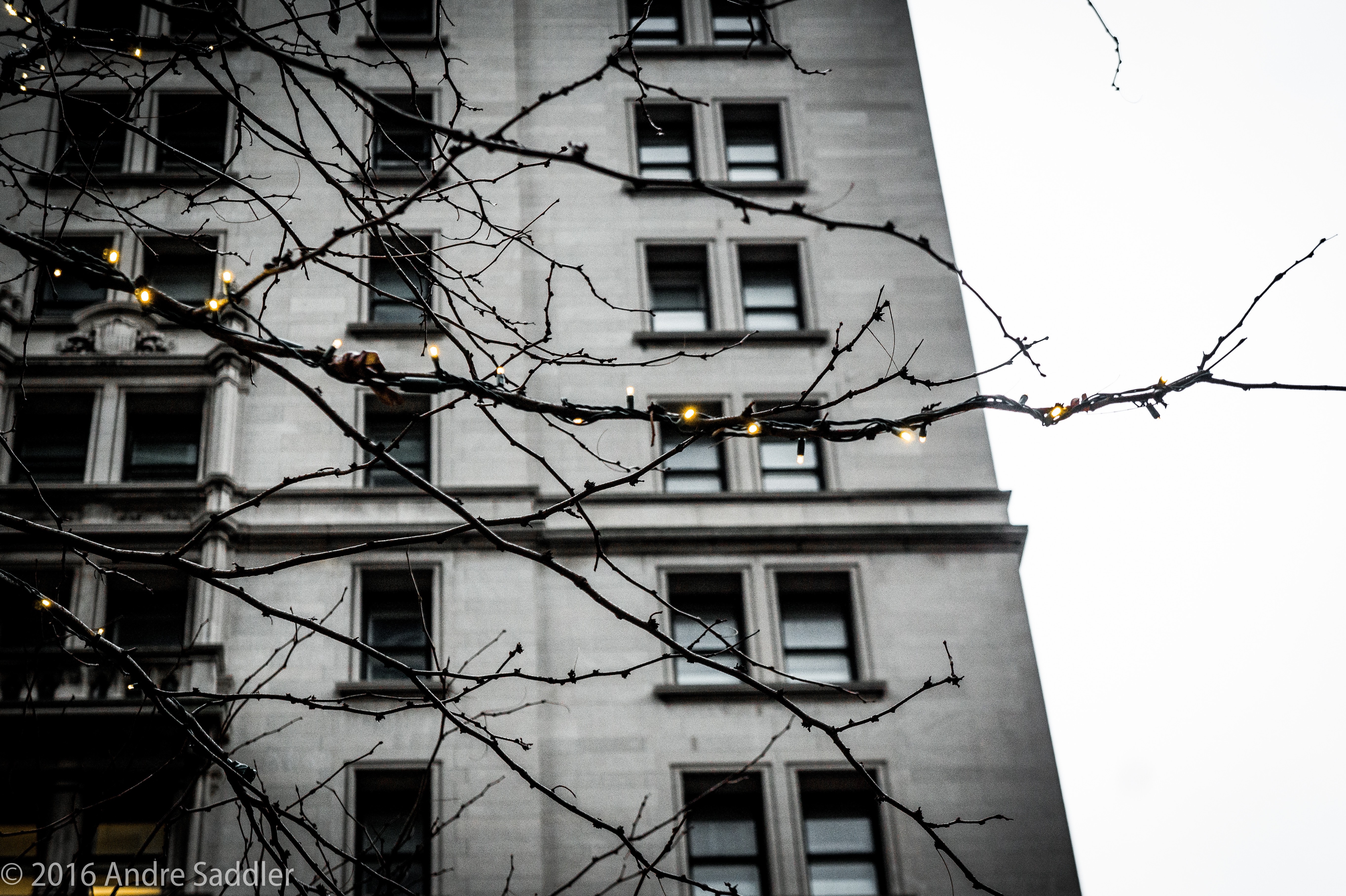 Bare branches with lights in front of a building facade HD Wallpaper