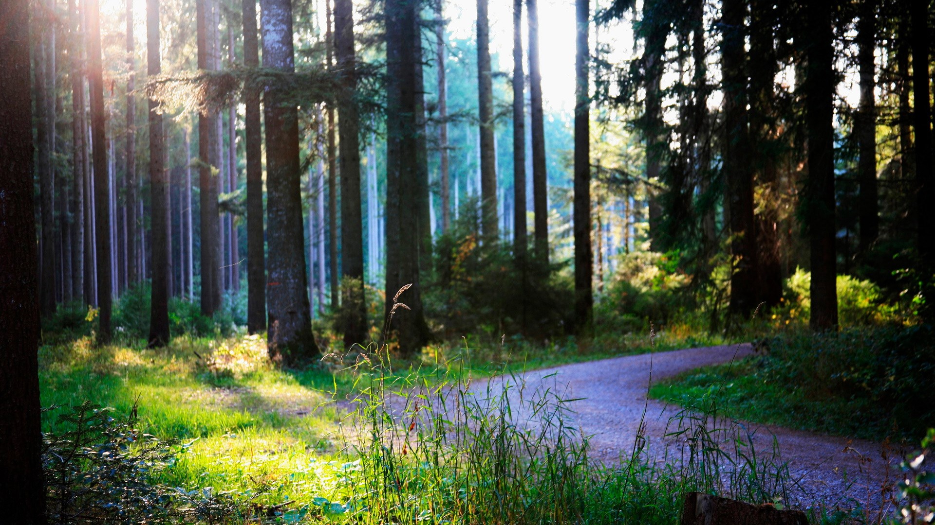 Sunlight filtering through a forest onto a path HD Wallpaper