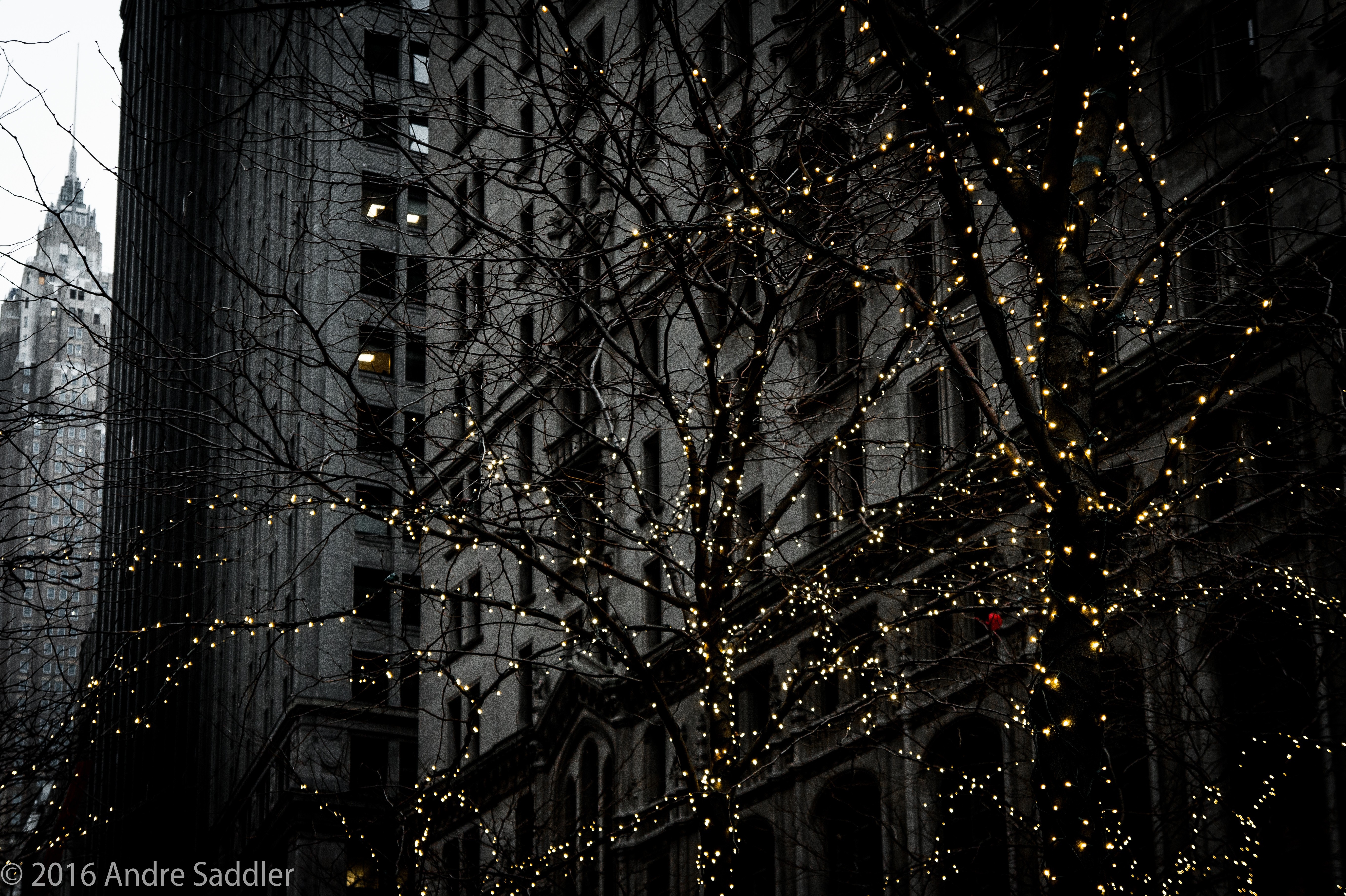 Bare trees with lights in front of buildings at night HD Wallpaper