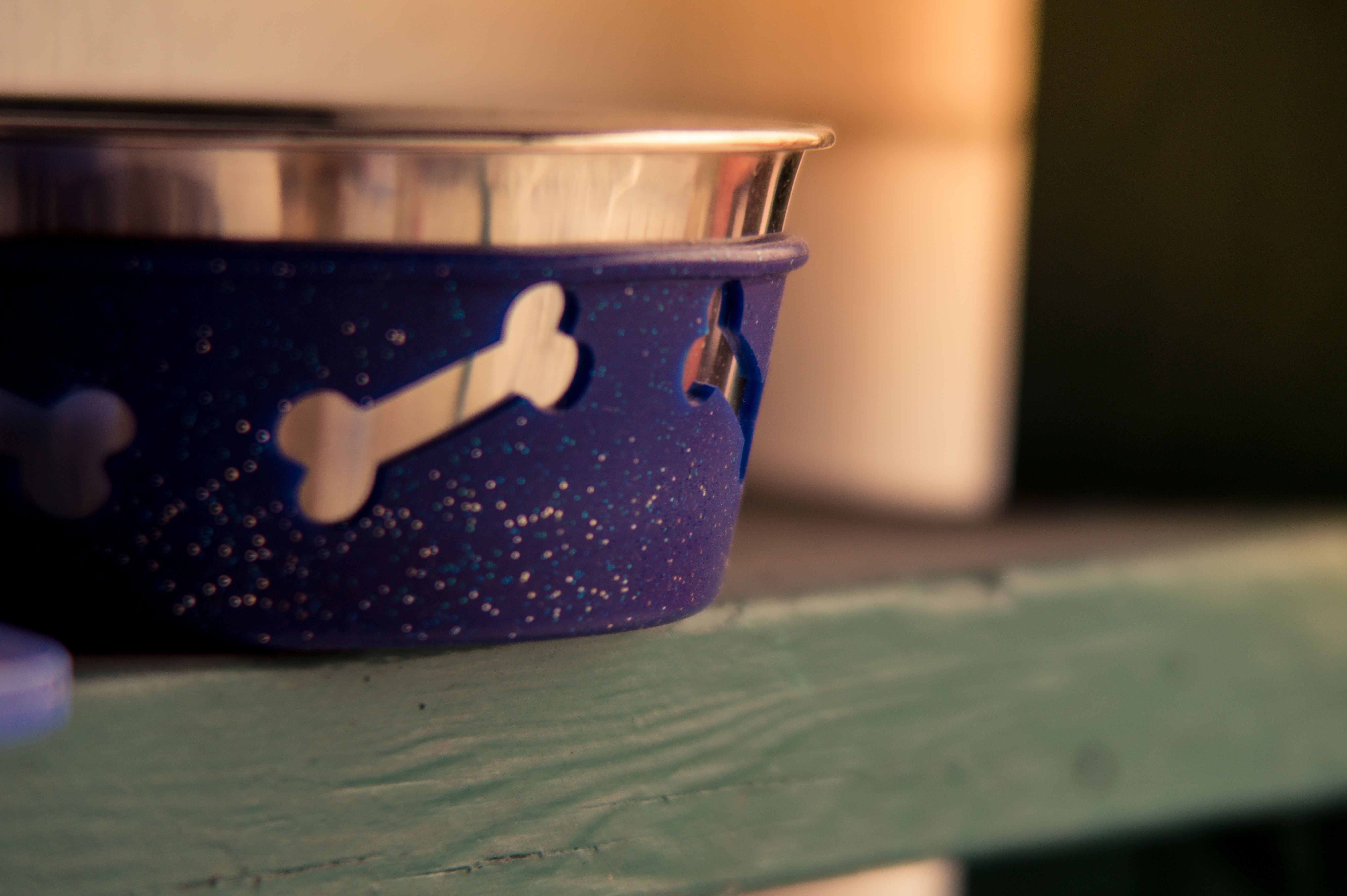 Blue dog bowl with bone cutouts on a green shelf HD Wallpaper