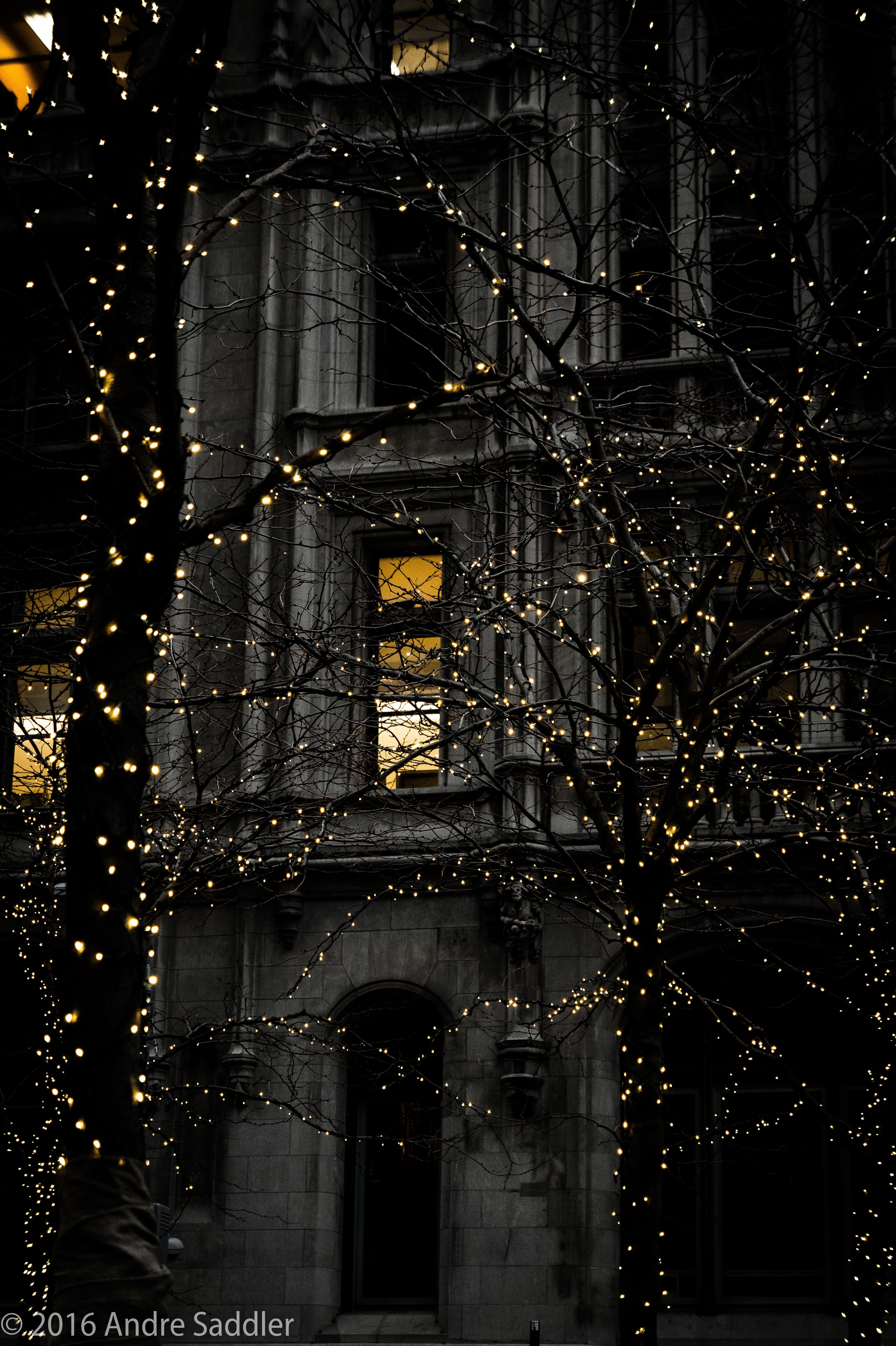 Building facade with trees decorated with lights at night HD Wallpaper
