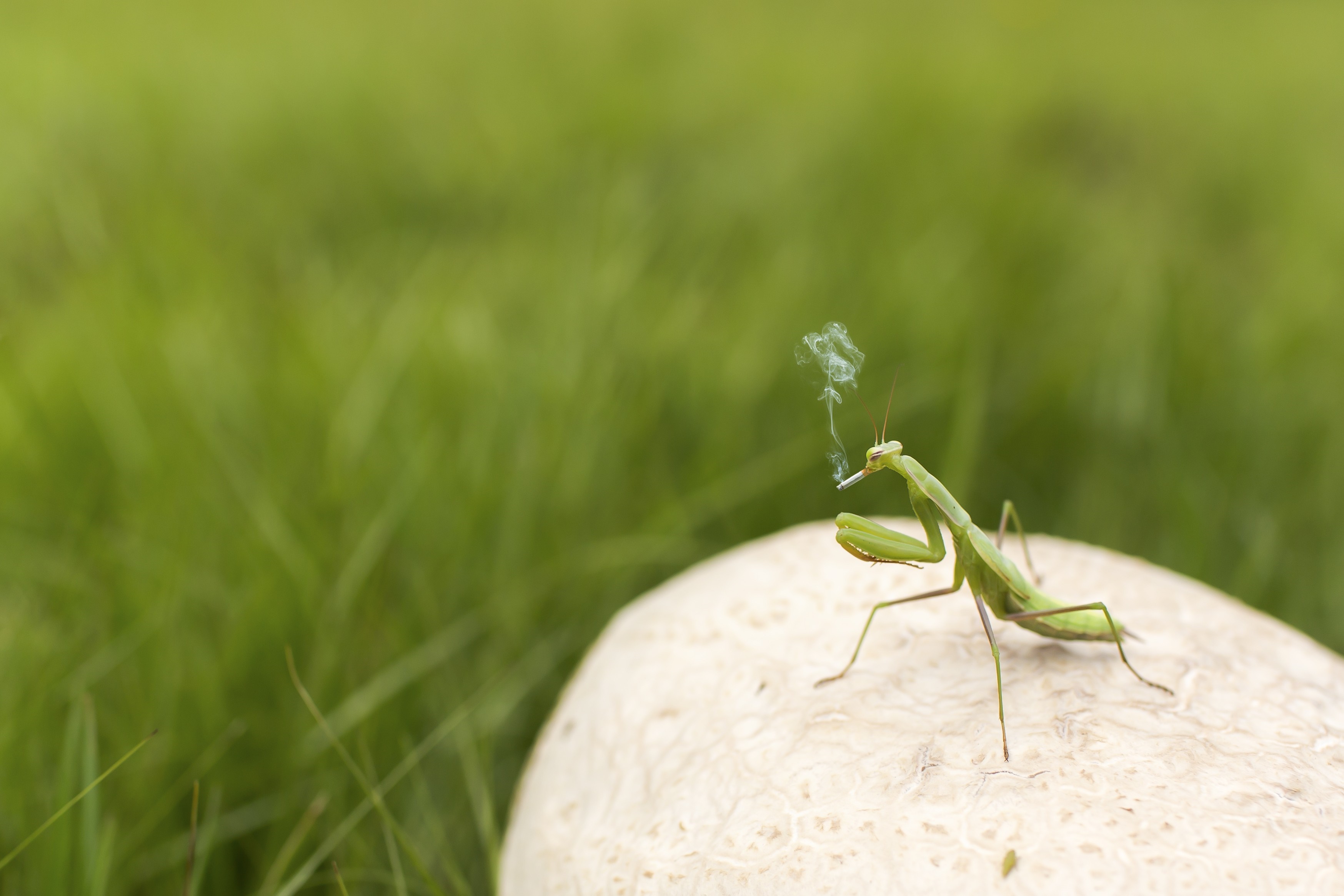 Praying mantis smoking on a mushroom in grass HD Wallpaper
